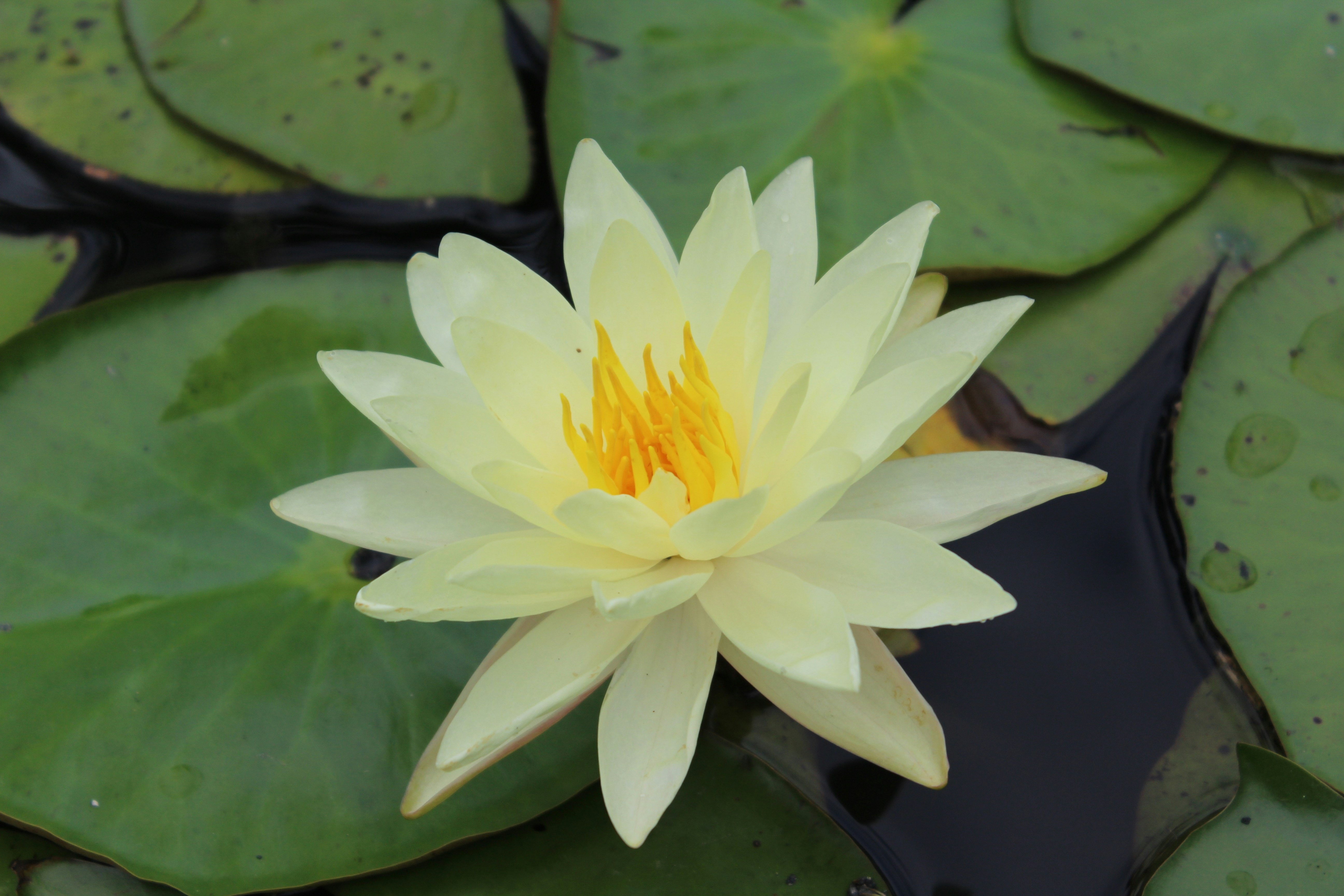 Photo by armadillomike