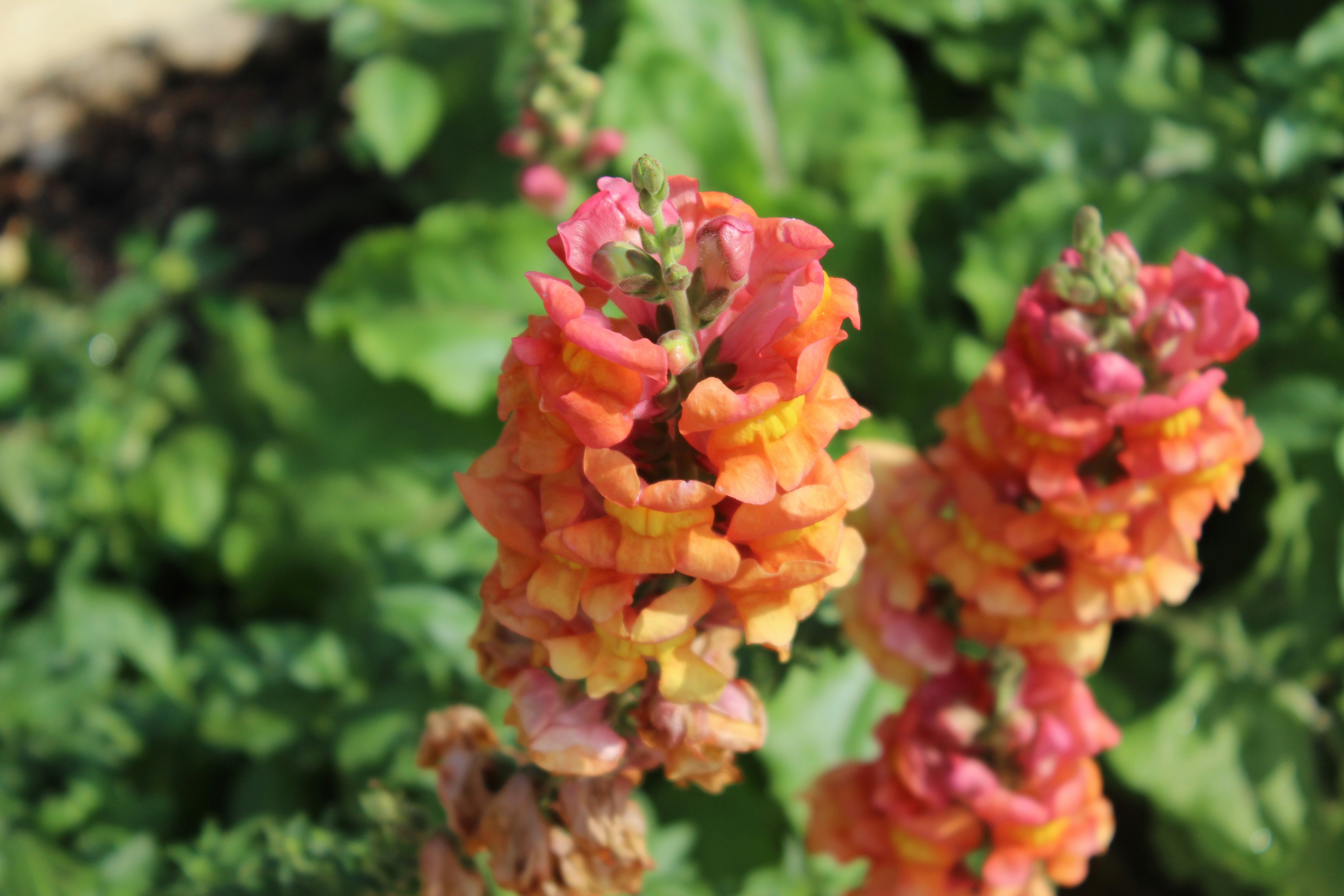 Tall snapdragon flowers with orange and pink petals.