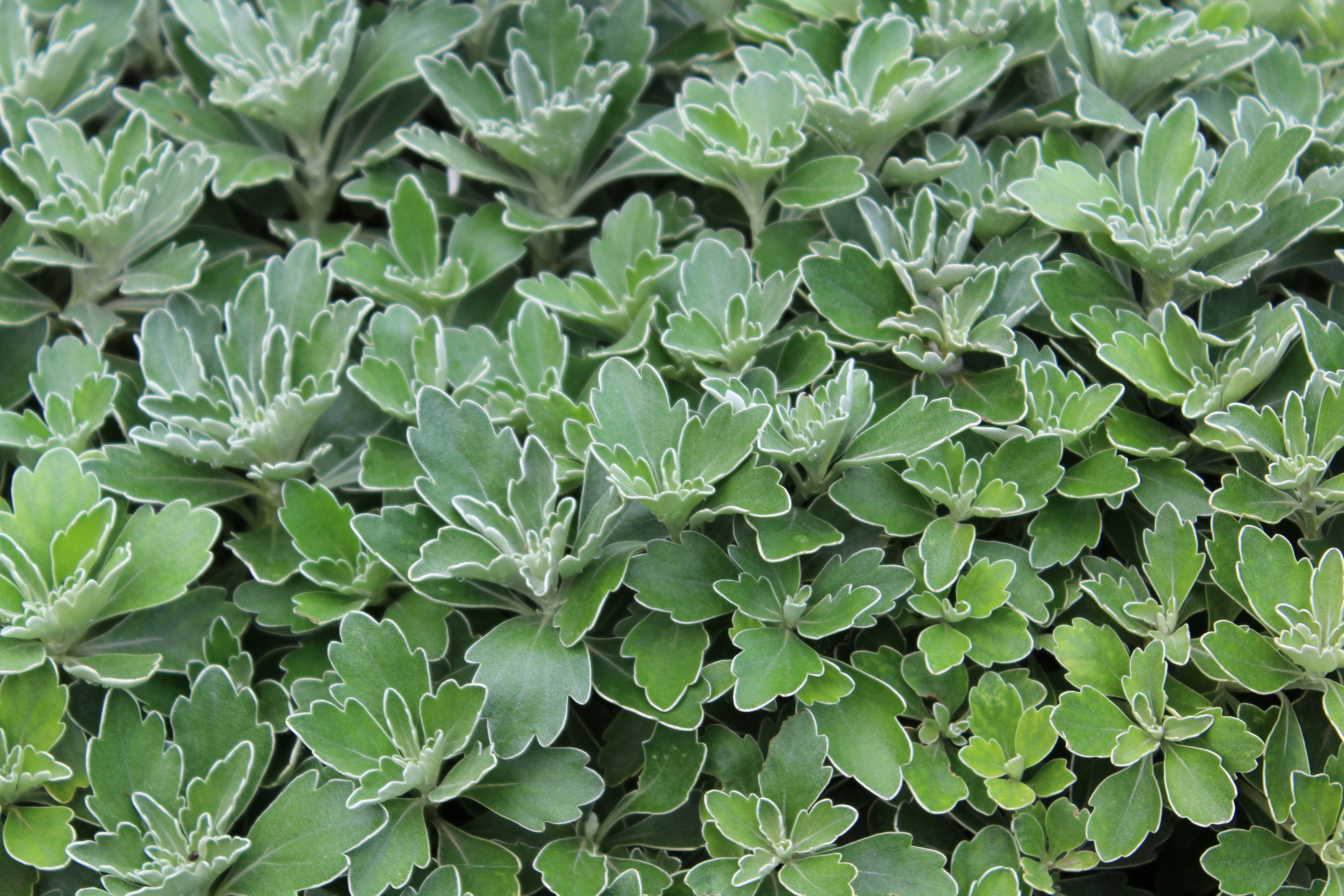 Photo by armadillomike