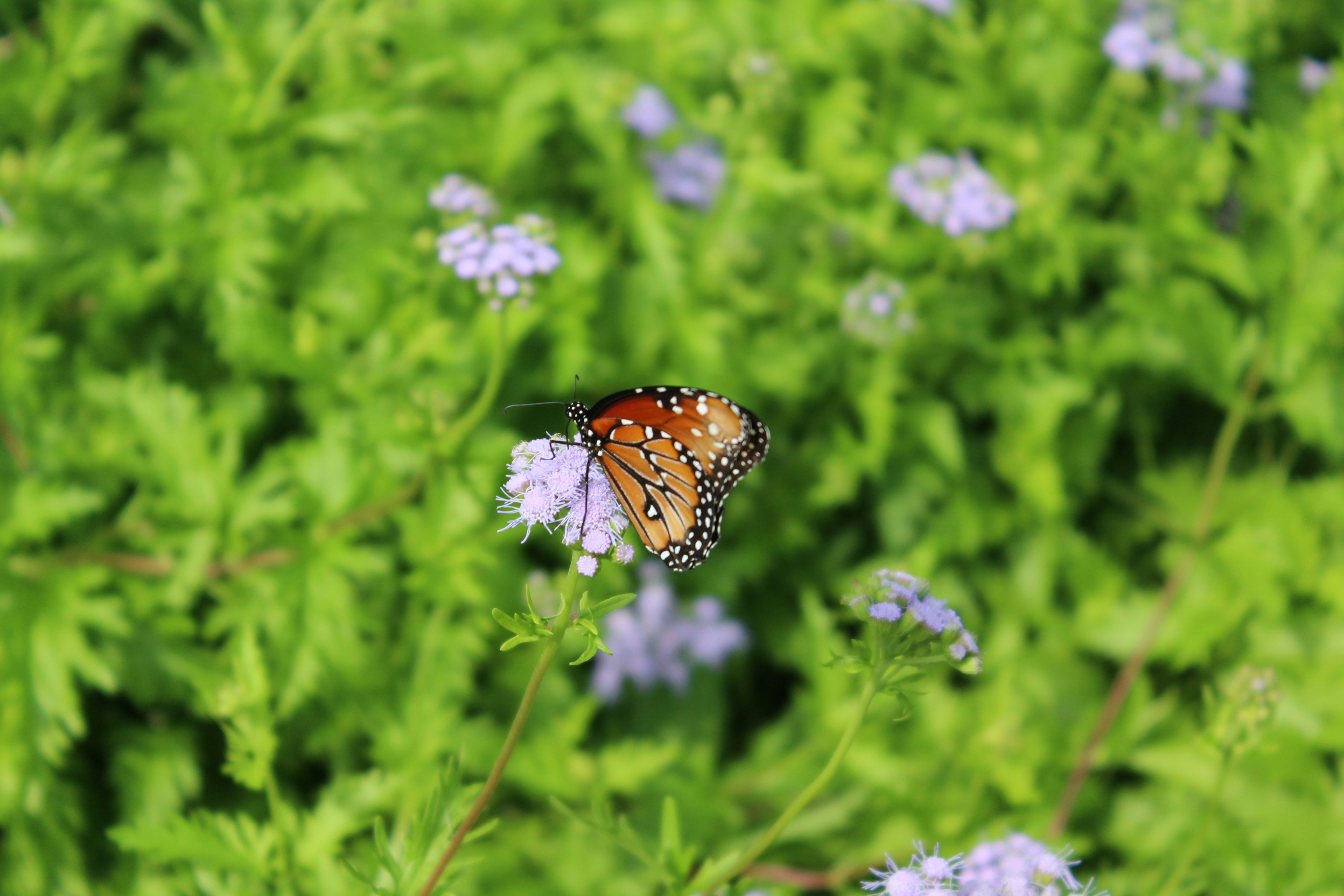 Photo by armadillomike