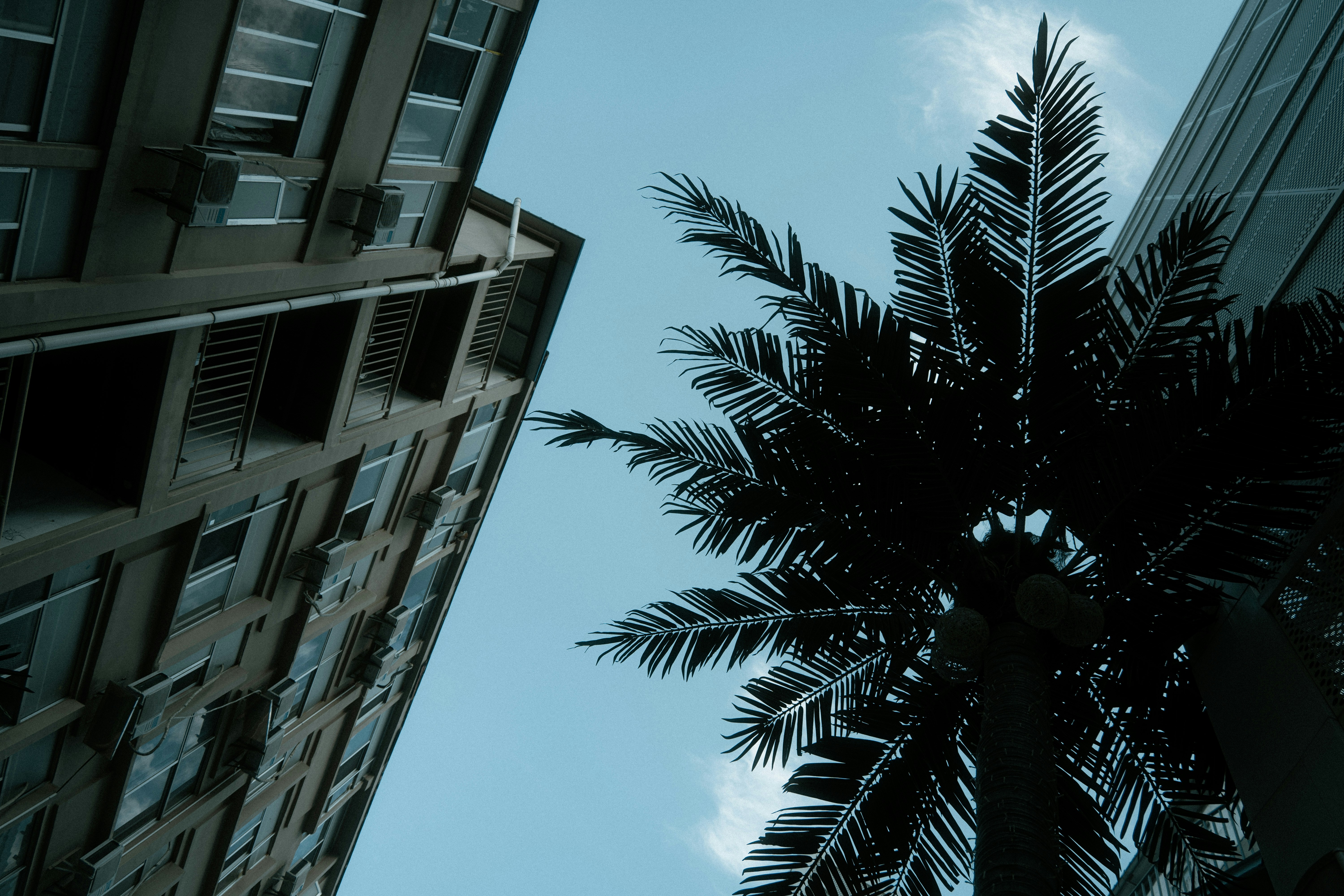 澄んだ青空を背景にしたヤシの木。