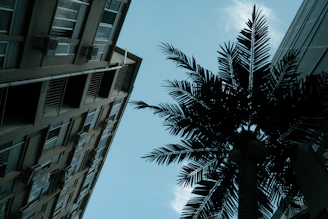 Palm tree against a clear blue sky.