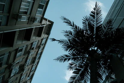 Palm tree against a clear blue sky.