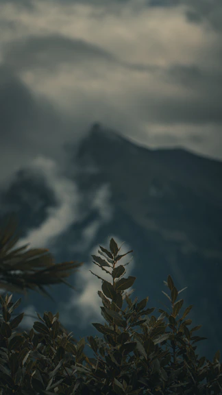 Misty mountains shrouded in clouds behind foliage.
