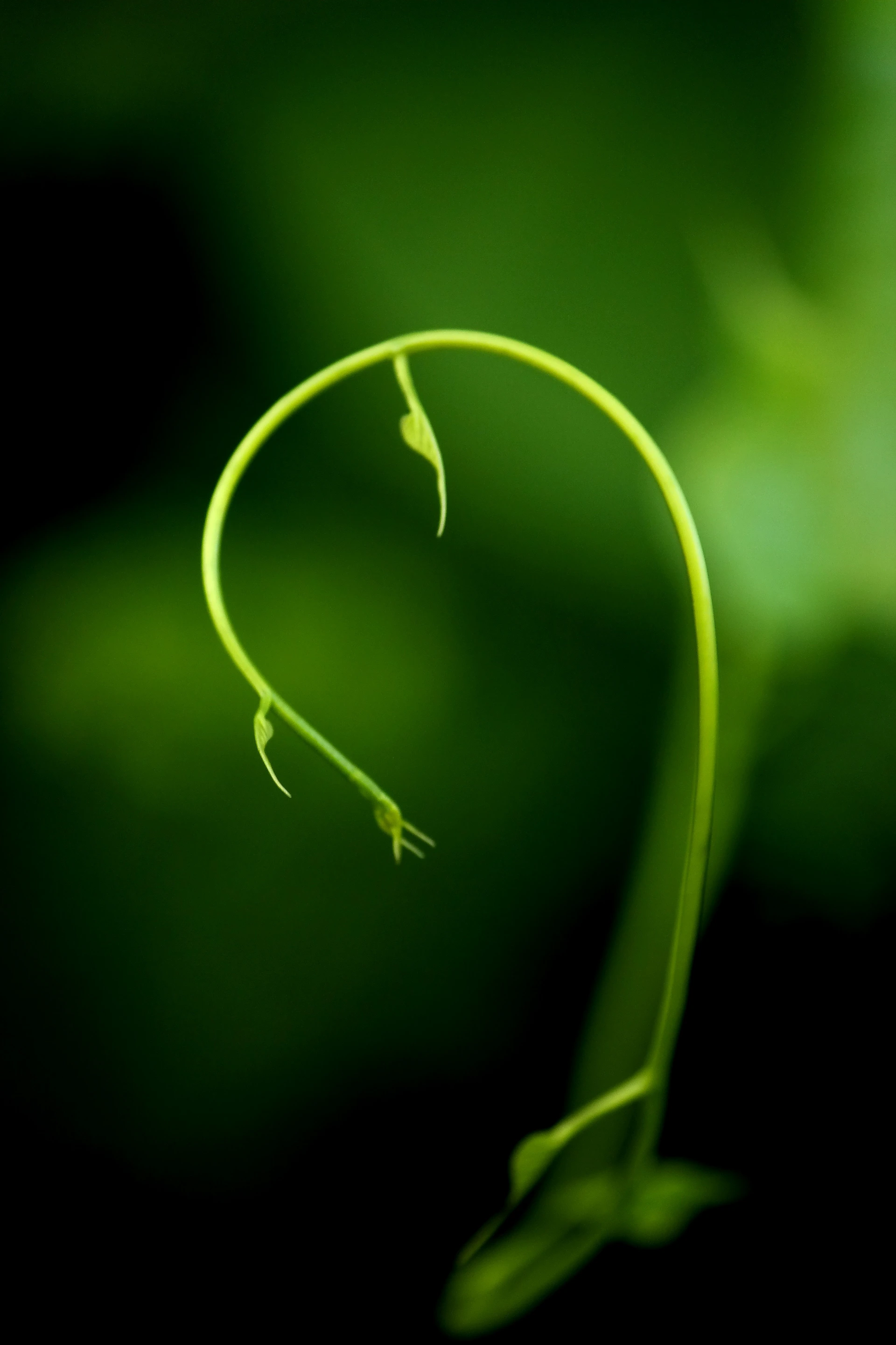 A green vine curls upwards against a dark background.