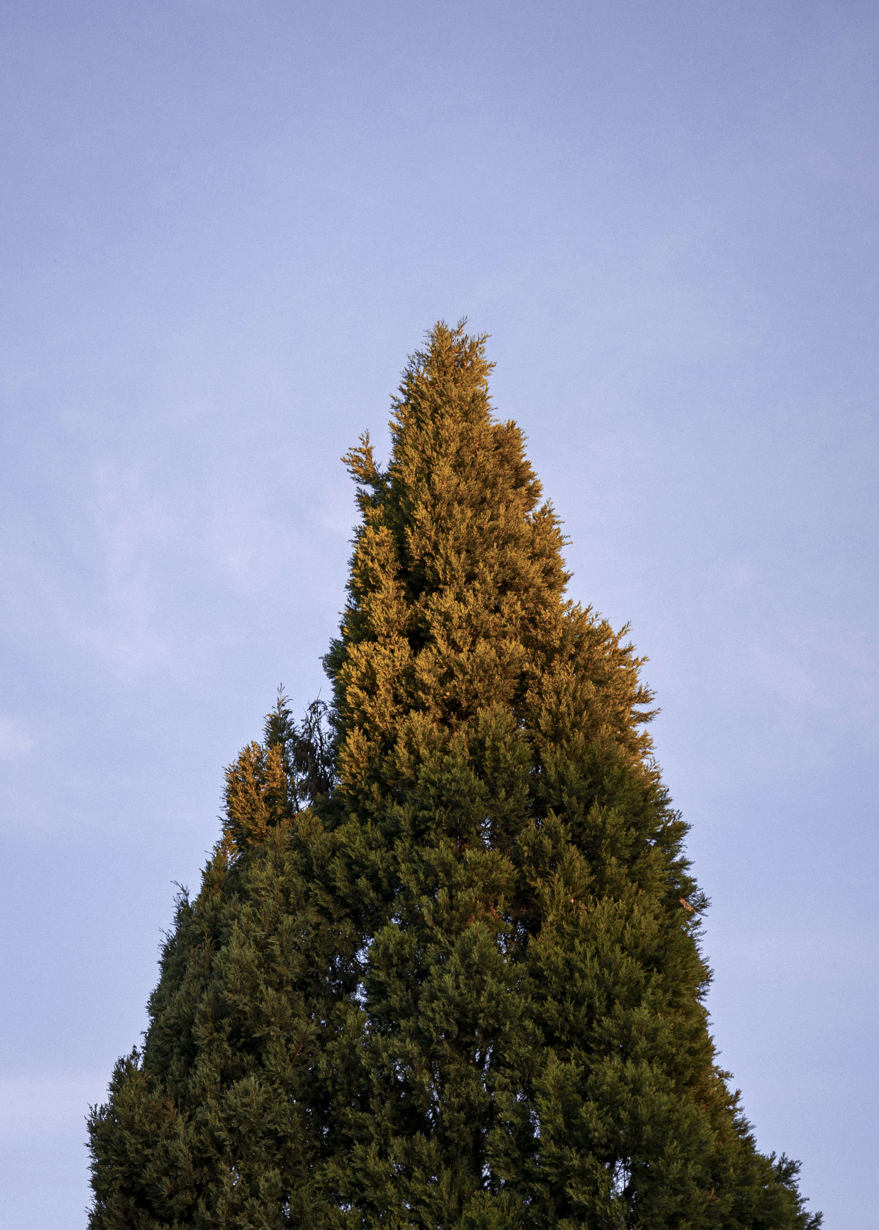 Tall evergreen tree against a clear blue sky