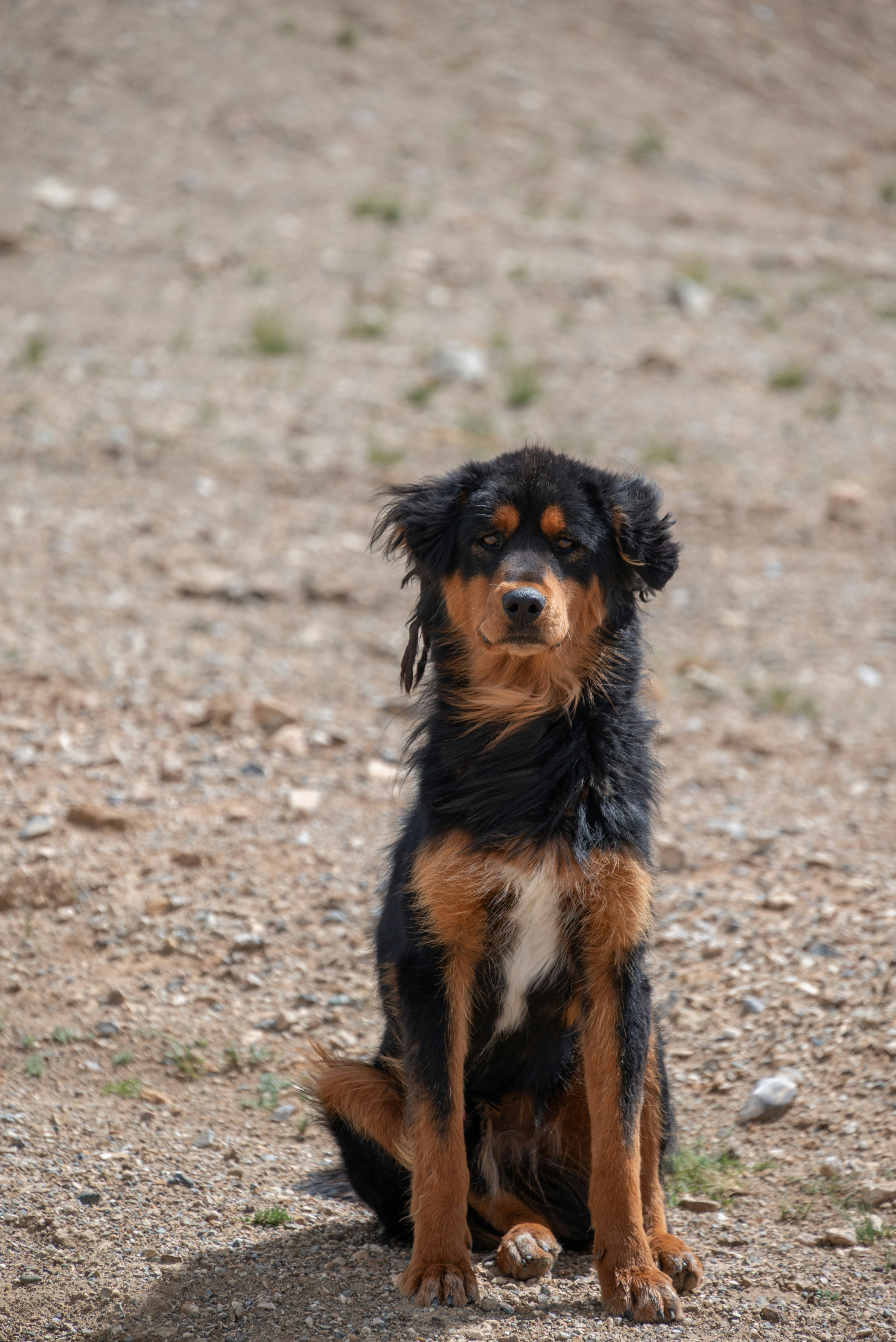 A shaggy black and tan dog sits outdoors.