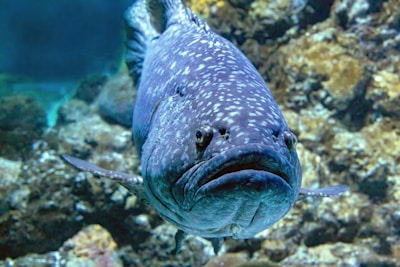 Spotted Grouper