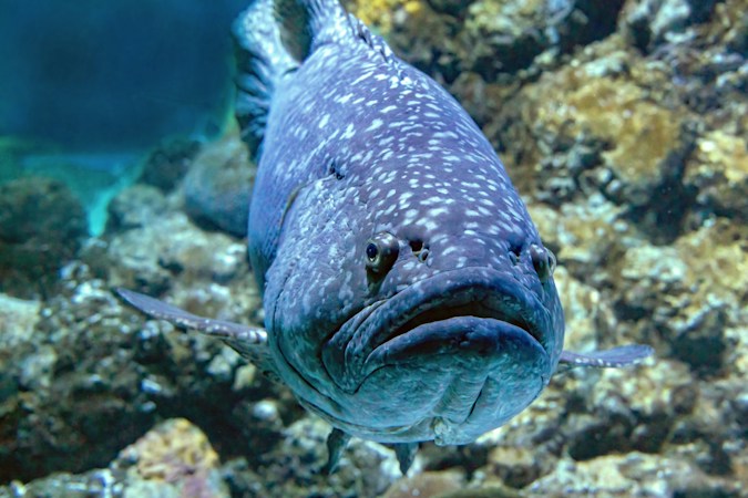 Large blue-gray grouper with pale spots swimming head-on toward the camera over a rocky reef