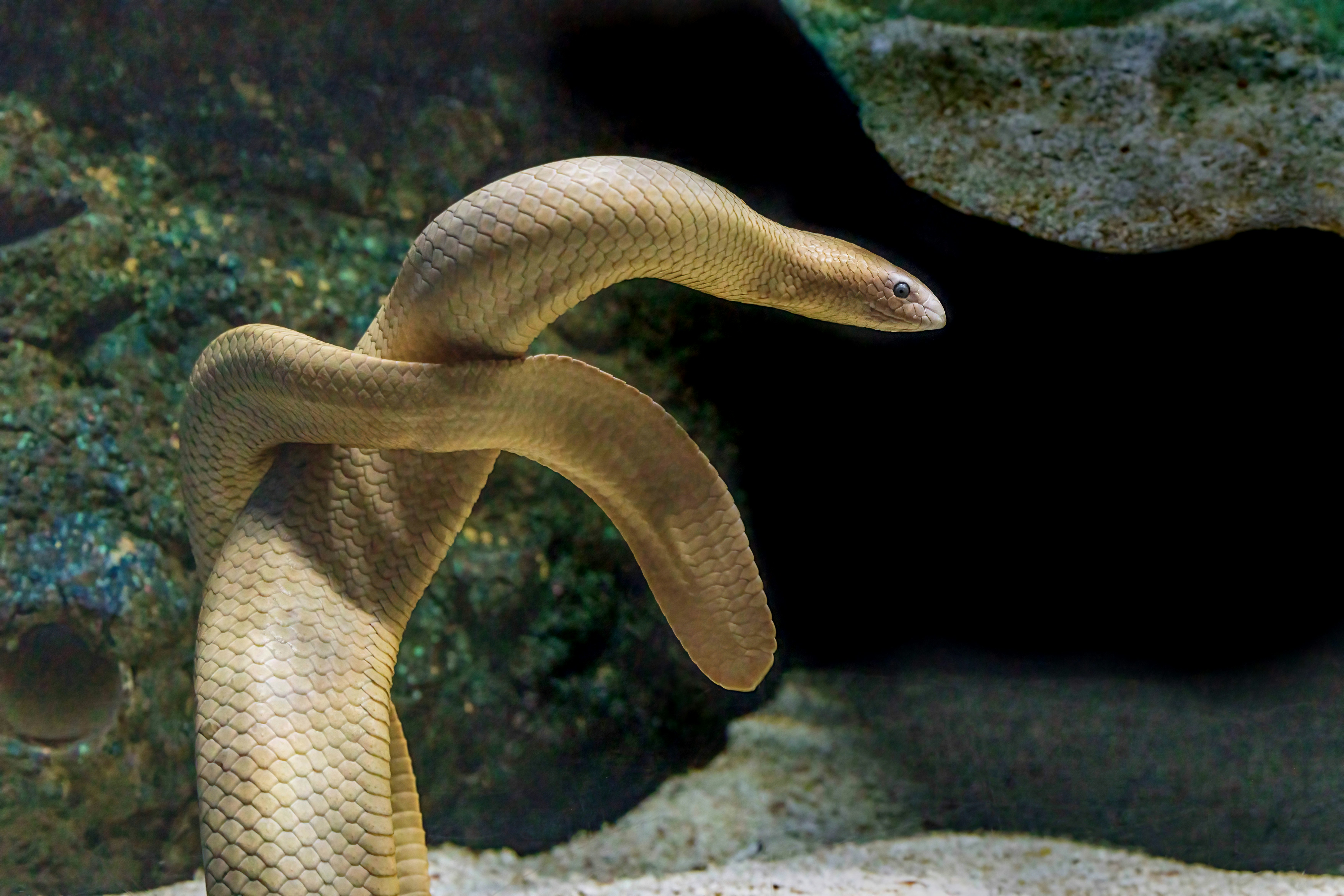 Beginner's Guide to Mastering Python in 2026