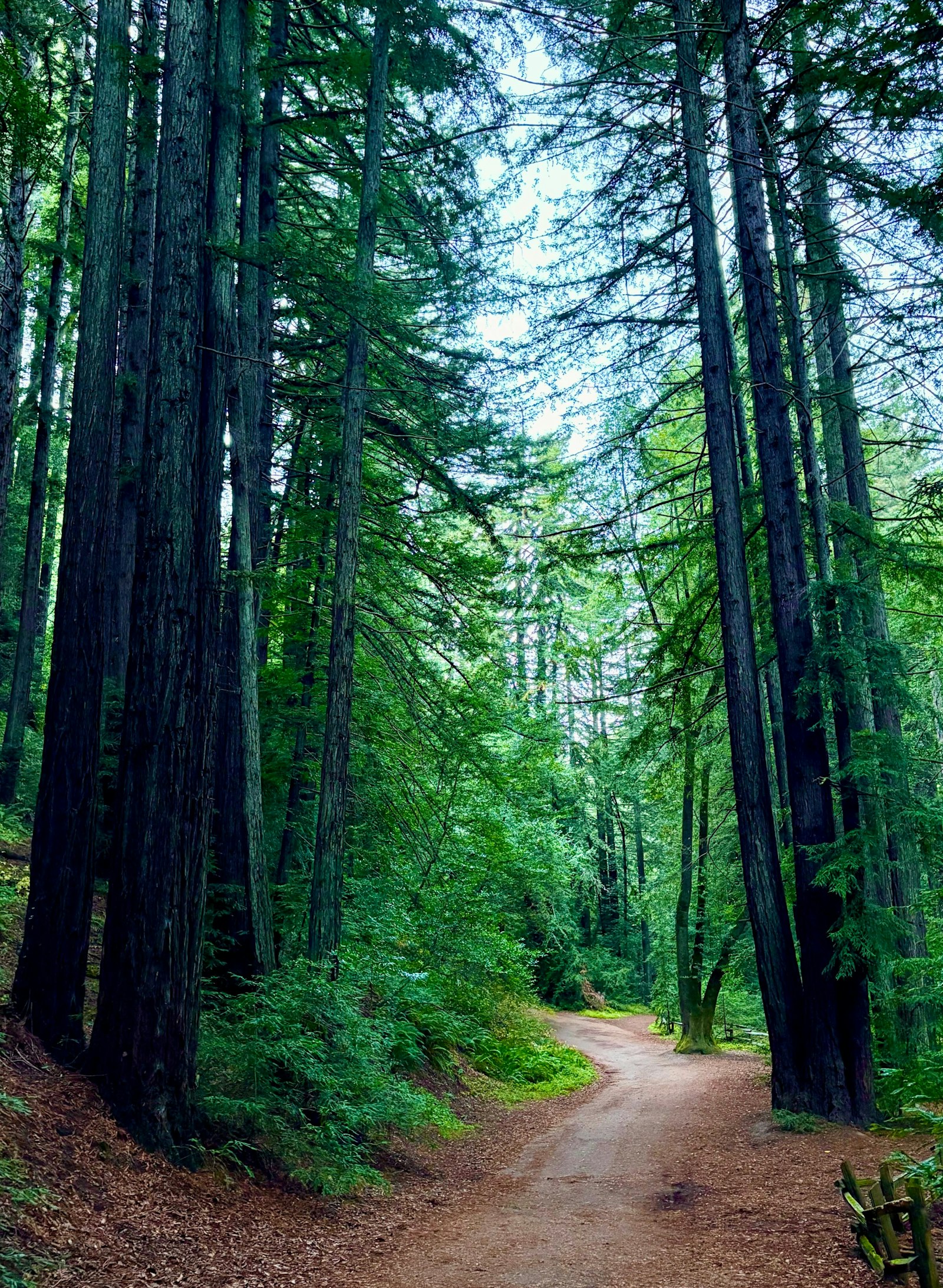 Quiet dirt path winding through tall Northern California redwoods, soft forest light