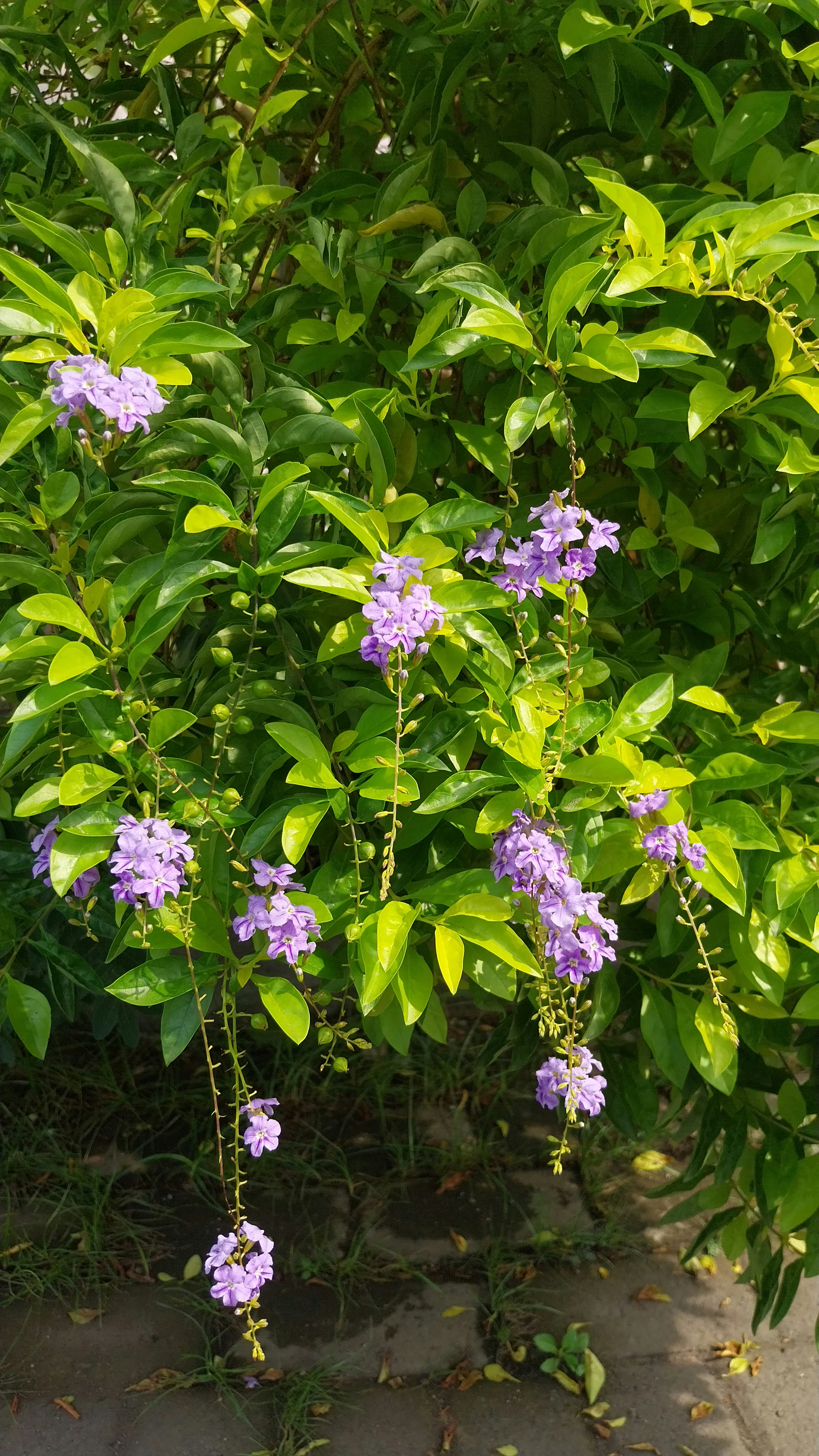 Photo by waysmdisk25