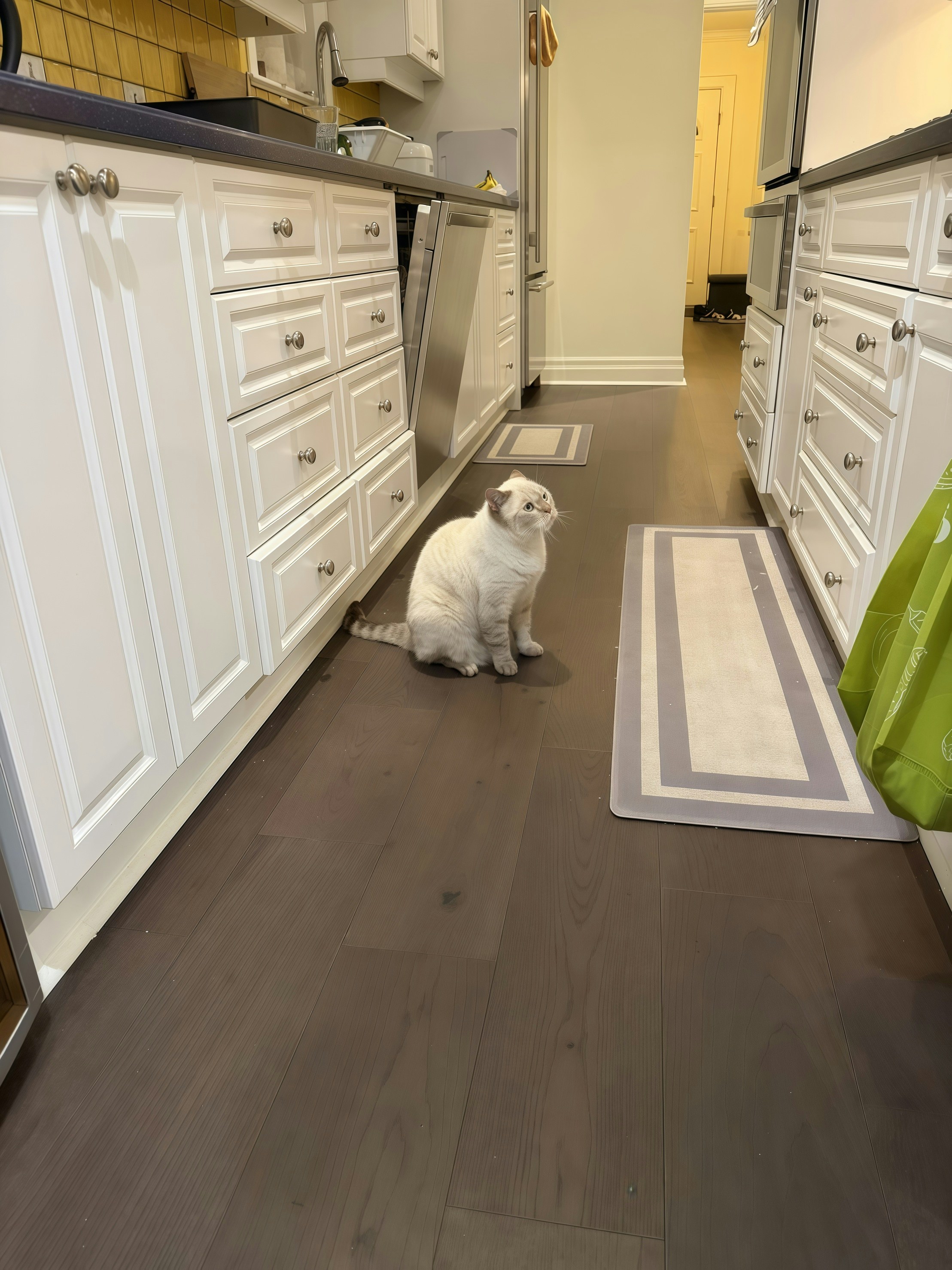 A white cat sits on a dark wood floor.