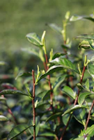 New green leaves sprouting on a plant.