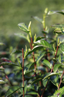 New green leaves sprouting on a plant.