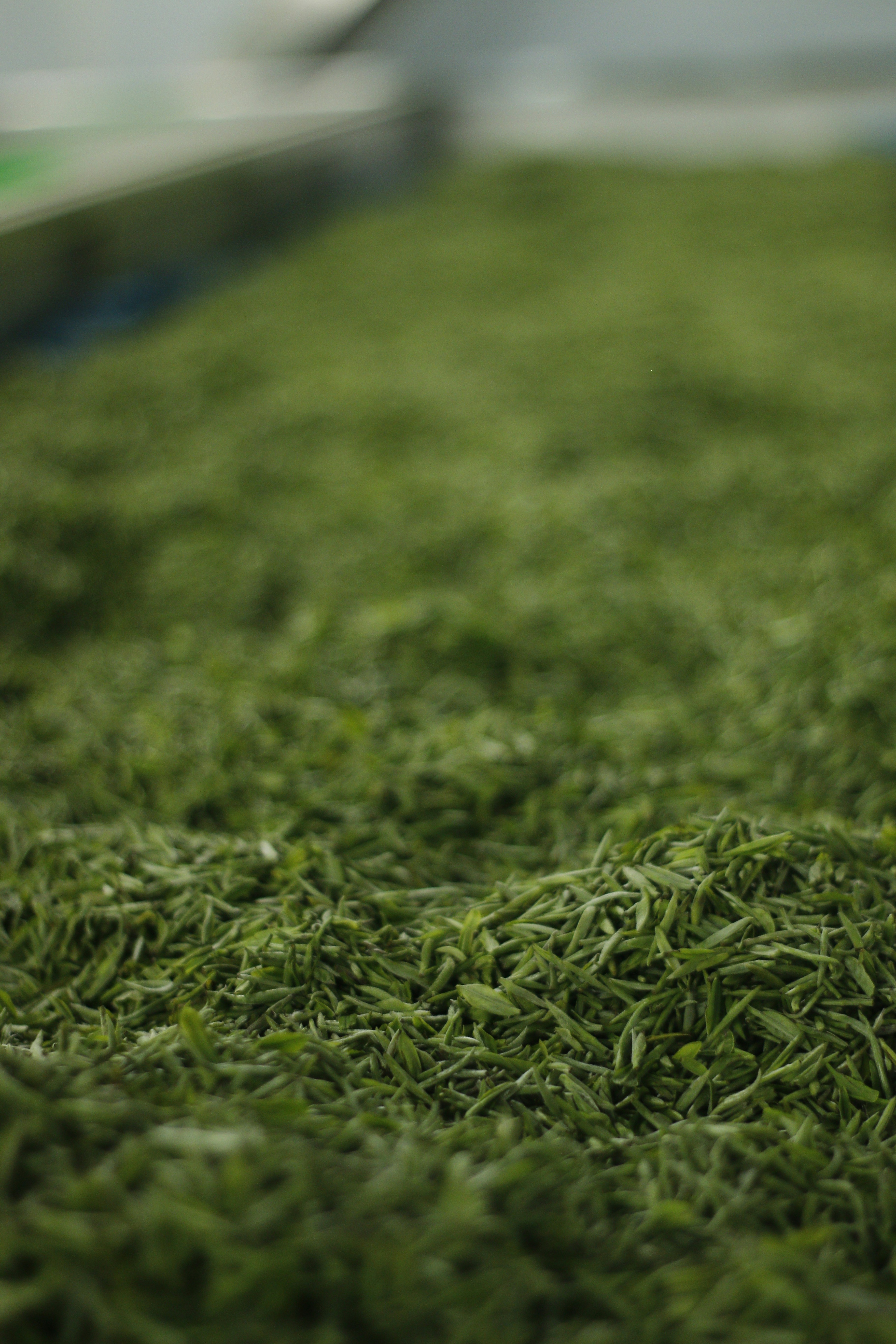 A close-up of dried green tea leaves