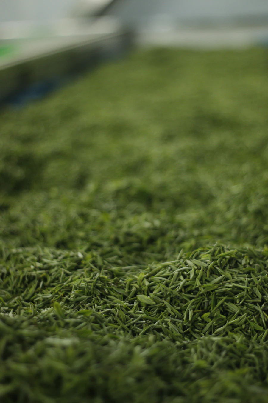Loose green tea leaves