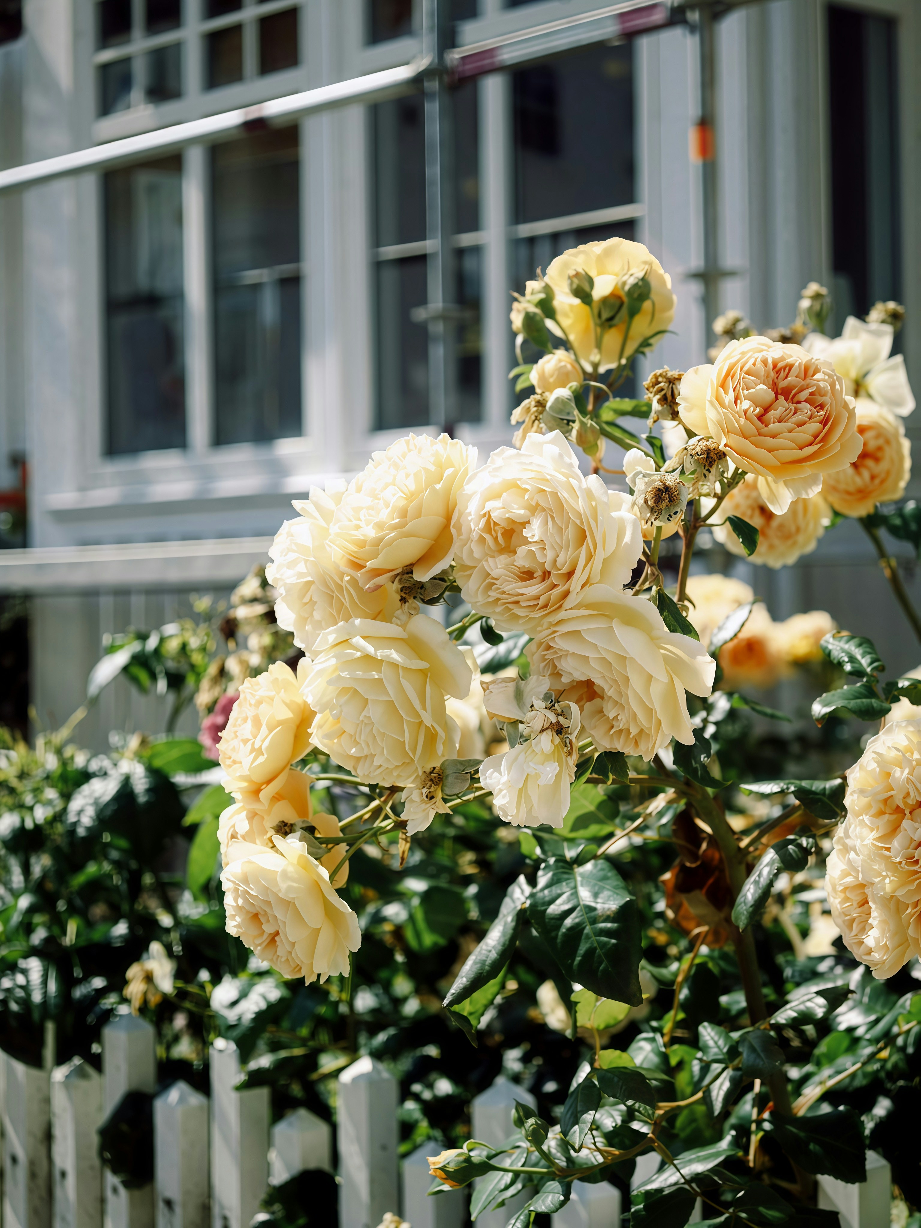Yellow roses bloom beside a white picket fence.