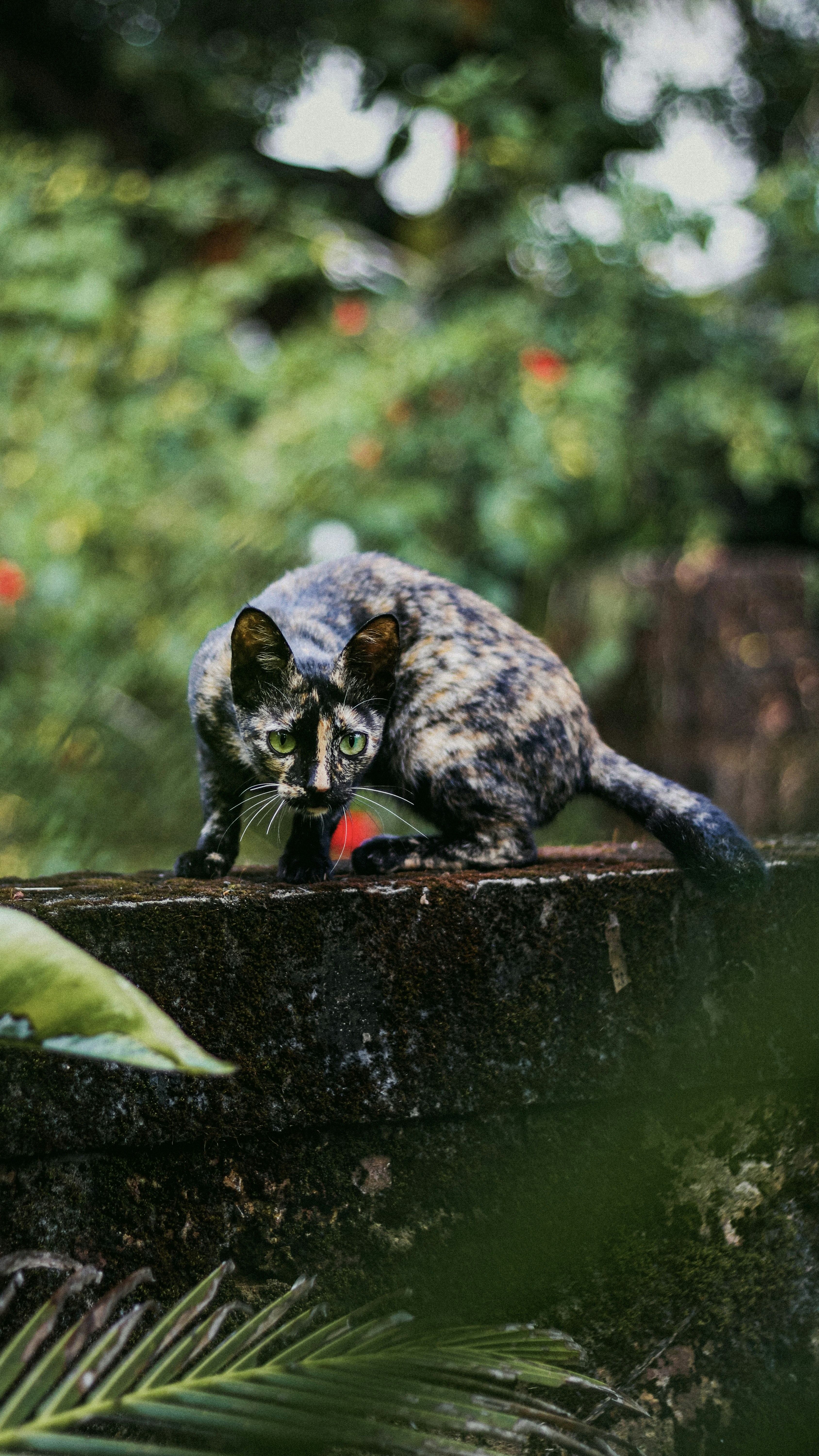 A tortoiseshell cat crouches on a stone wall.