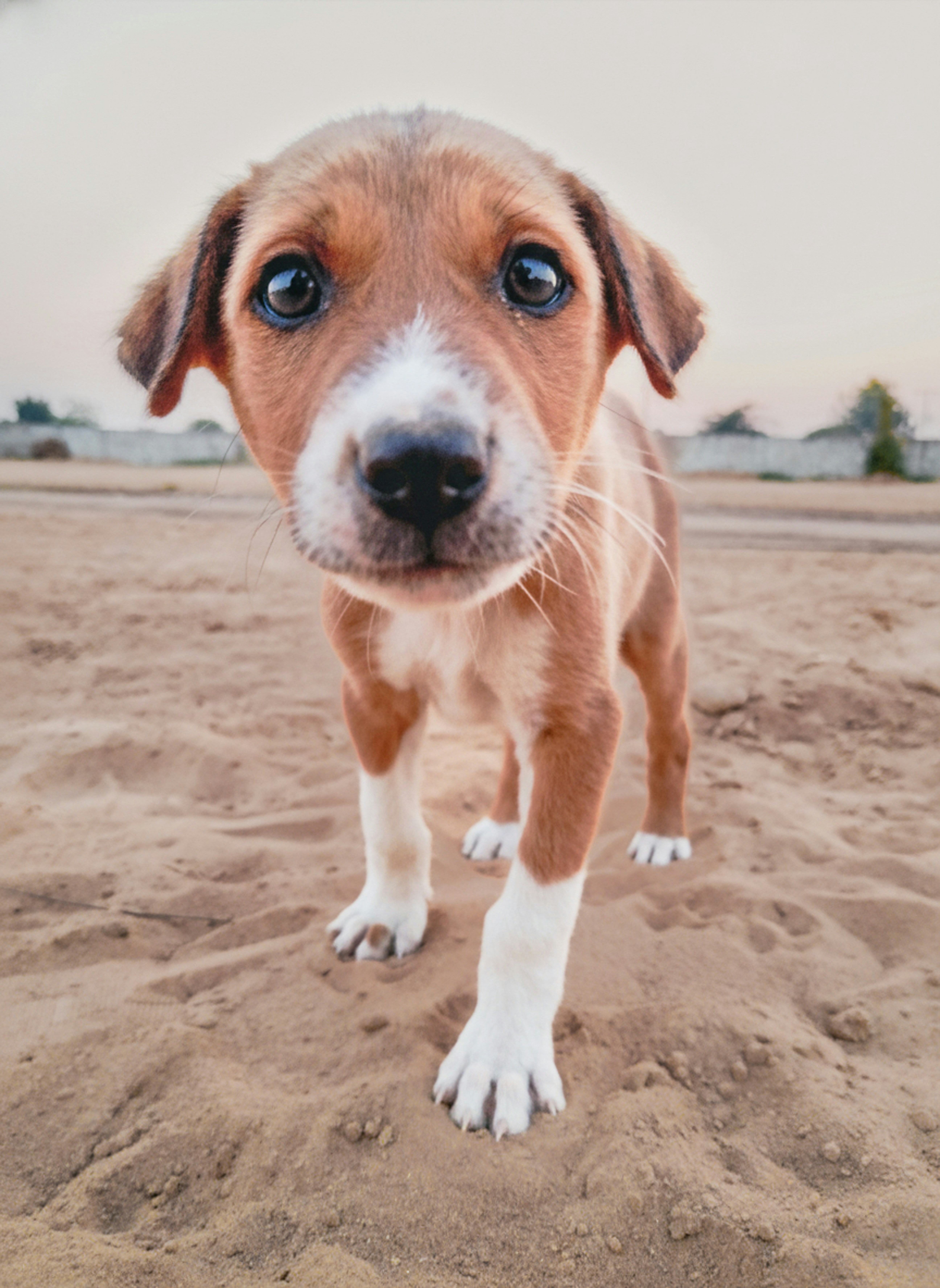 A small brown and white puppy stands on sand.