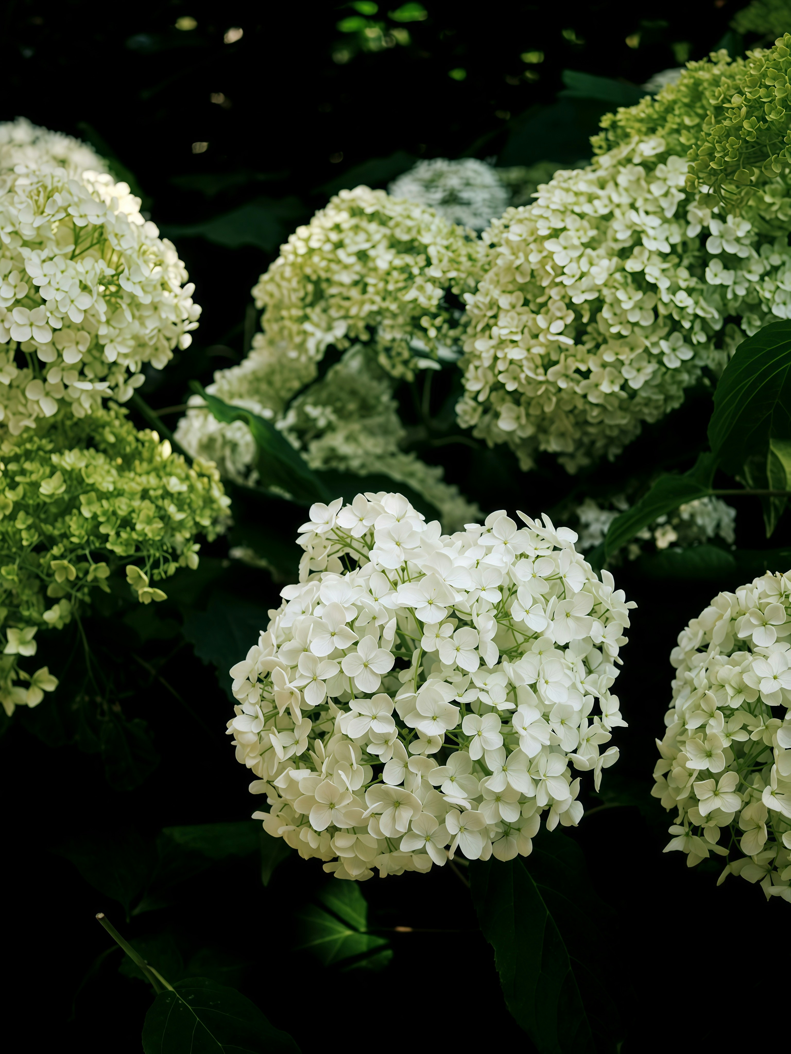 Photo by bestlifanna