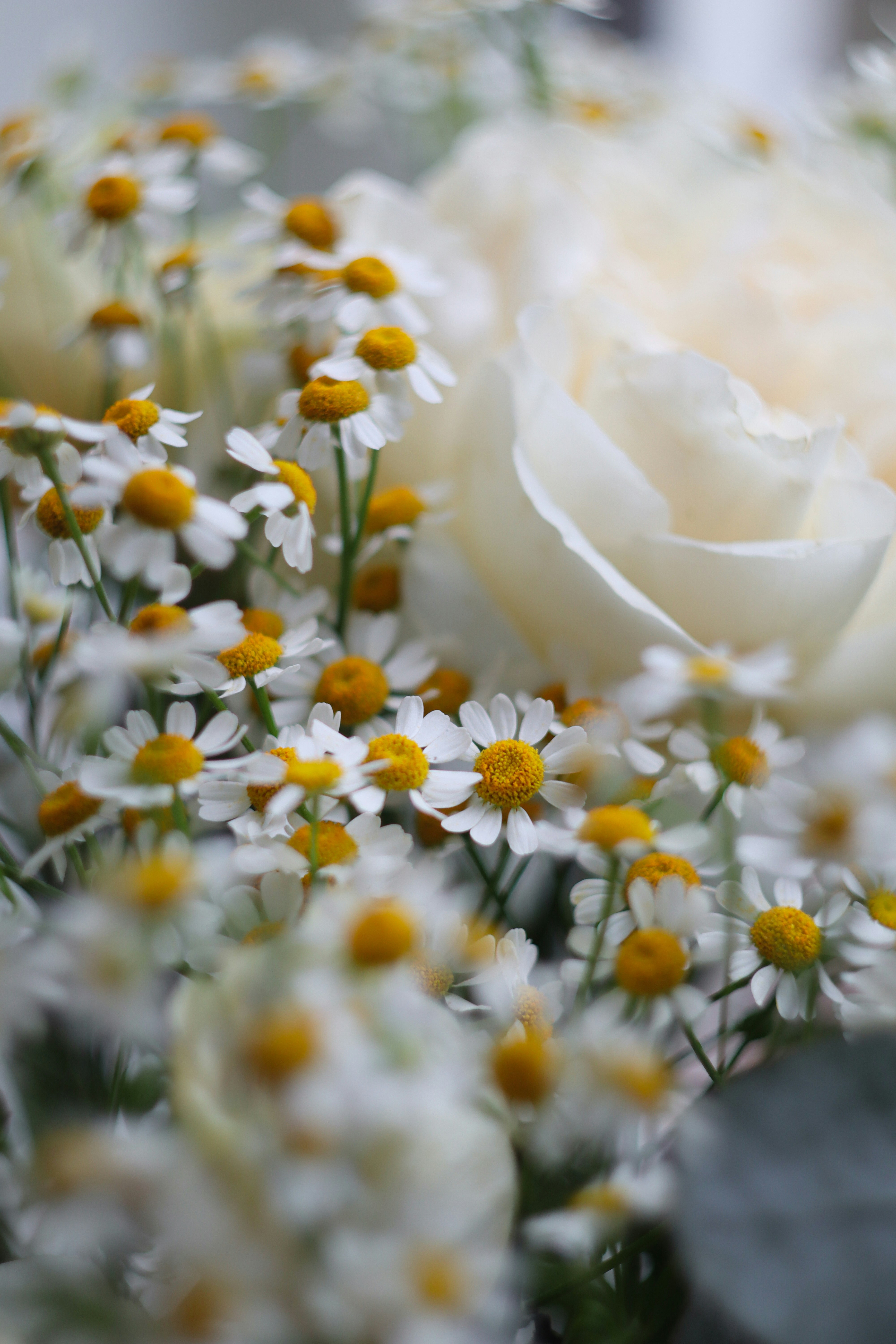 A close-up of a white rose with small daisies.