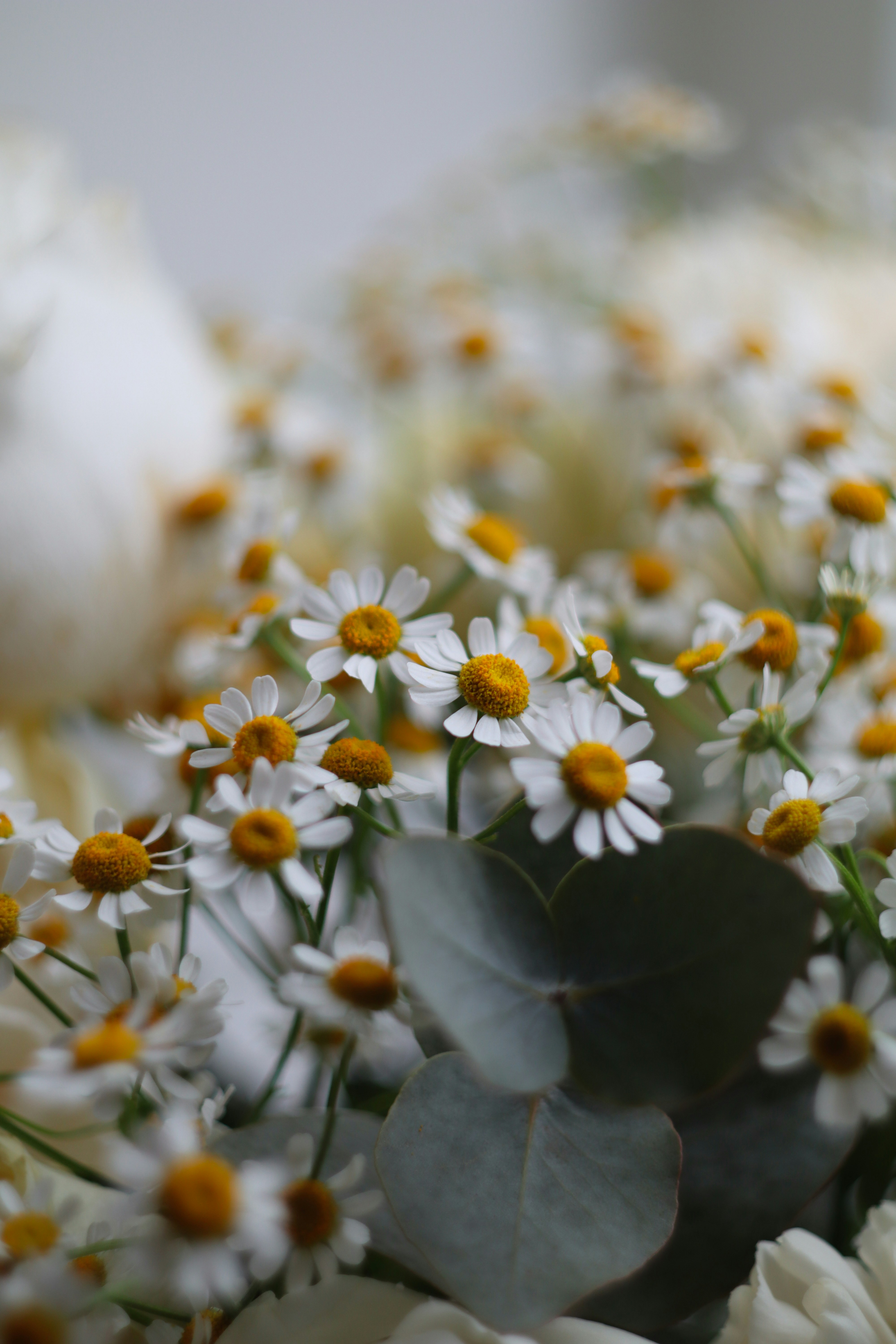 A close-up of a bouquet of white daisies and eucalyptus.