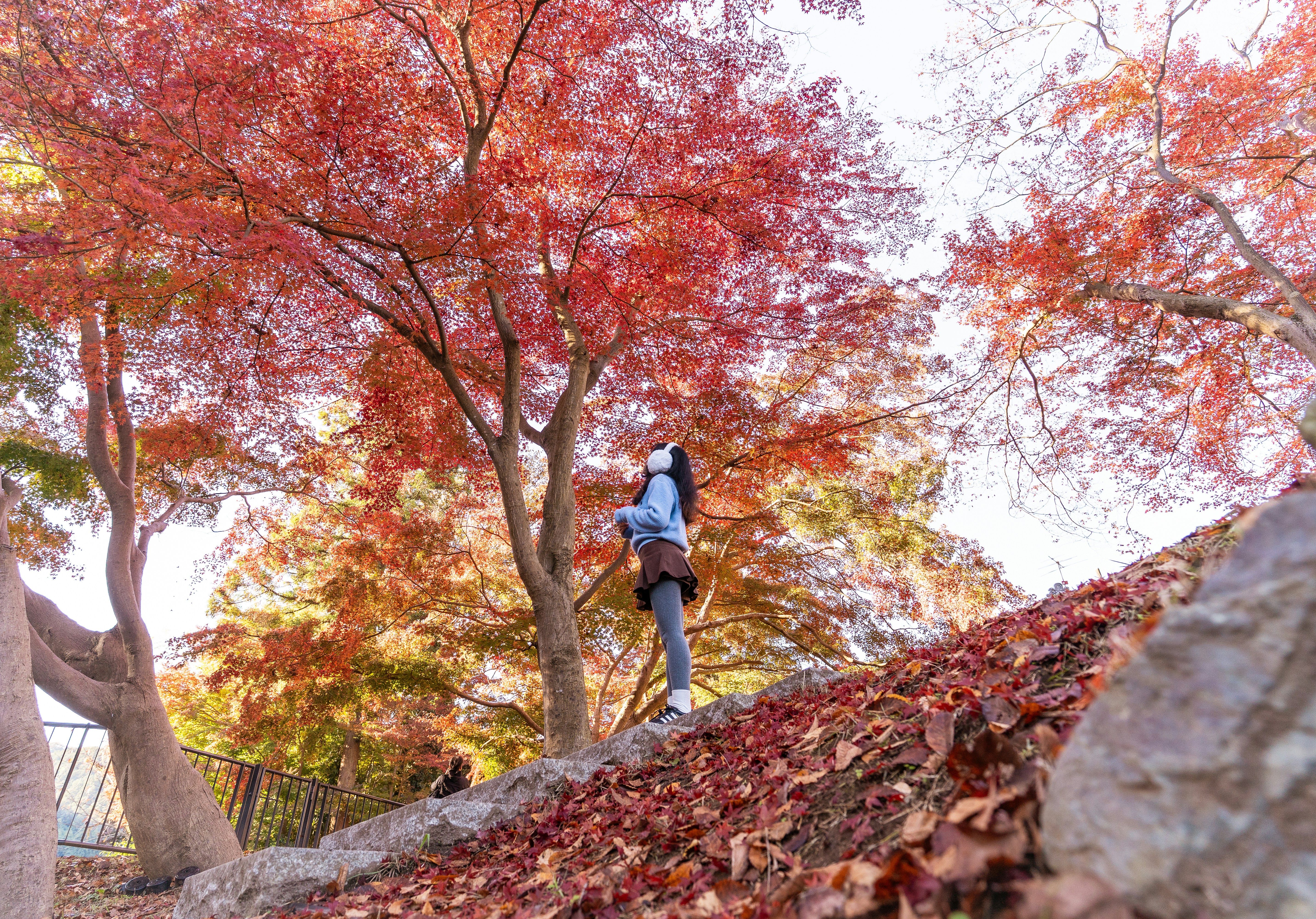 Woman looking up at vibrant autumn foliage