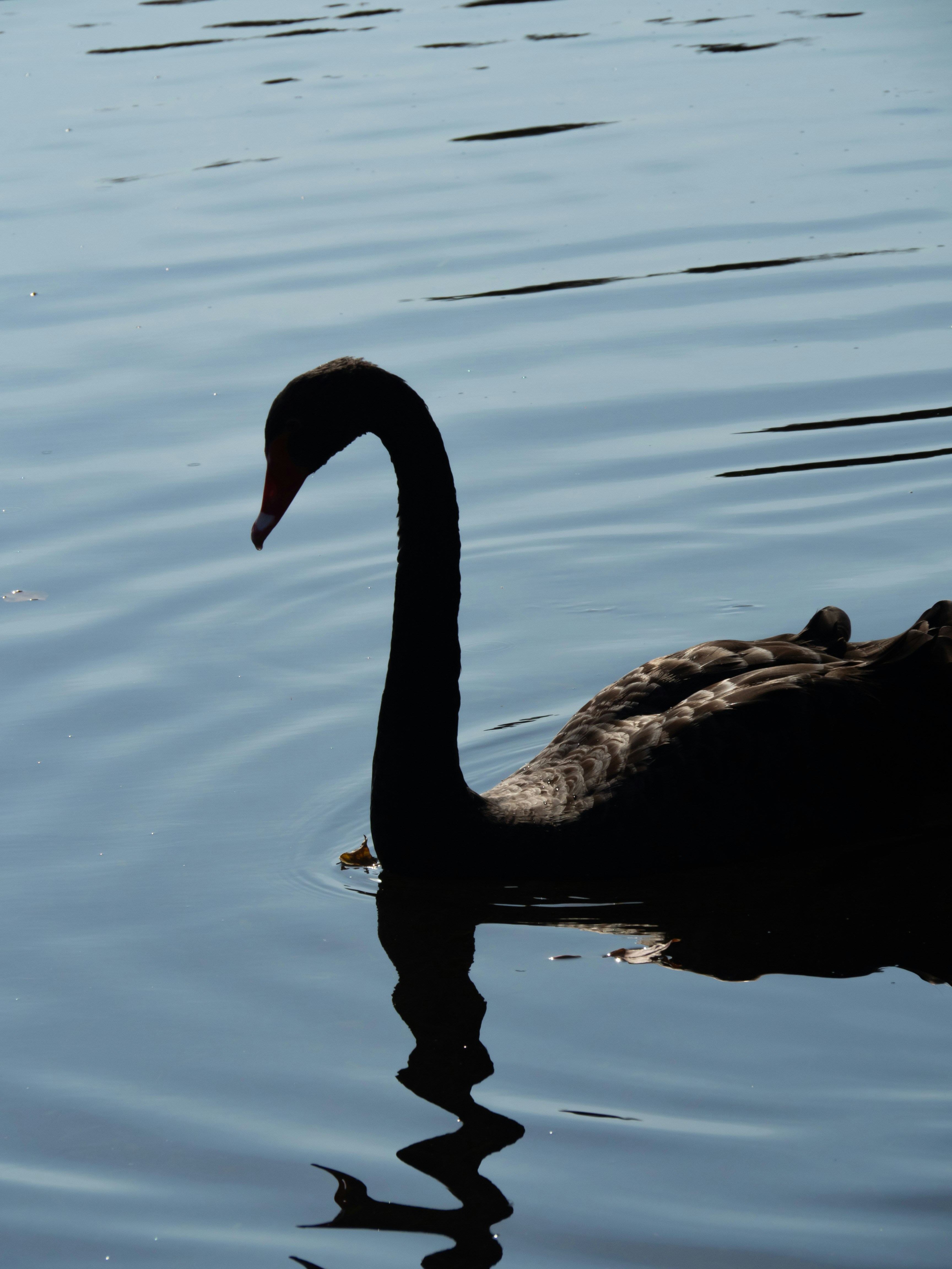 Photo by siriusharrison