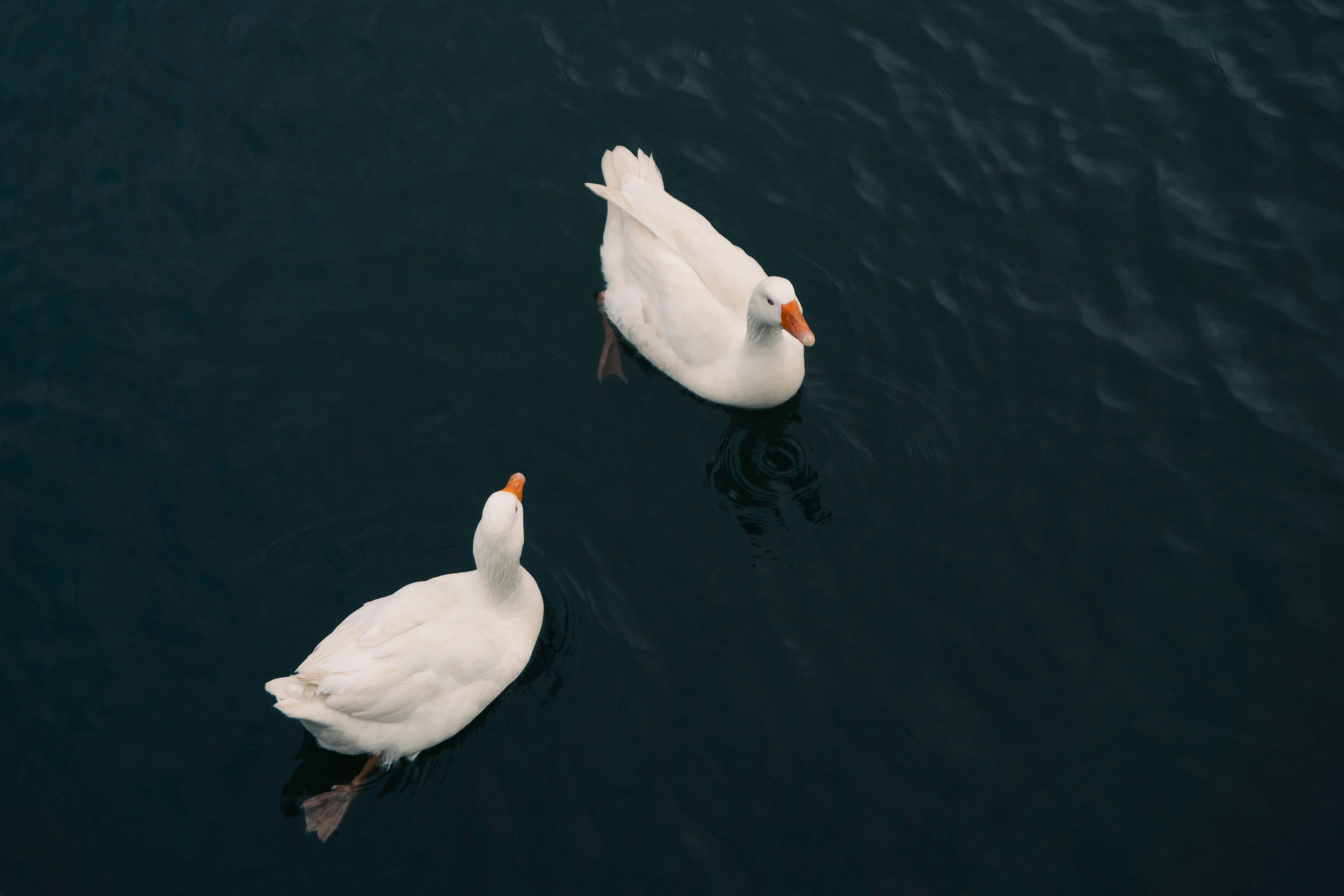 Photo by onurcanelma