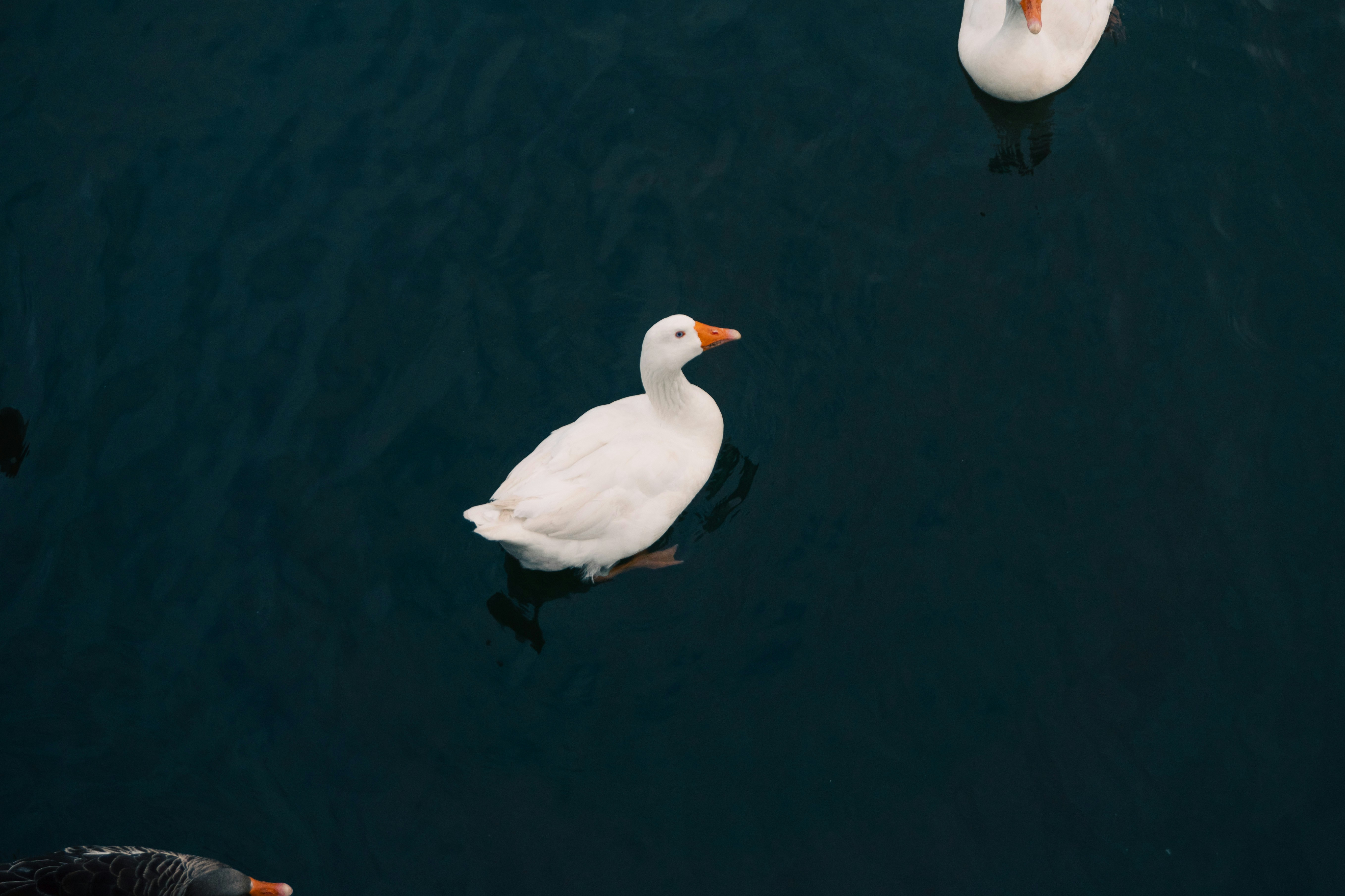 Photo by onurcanelma