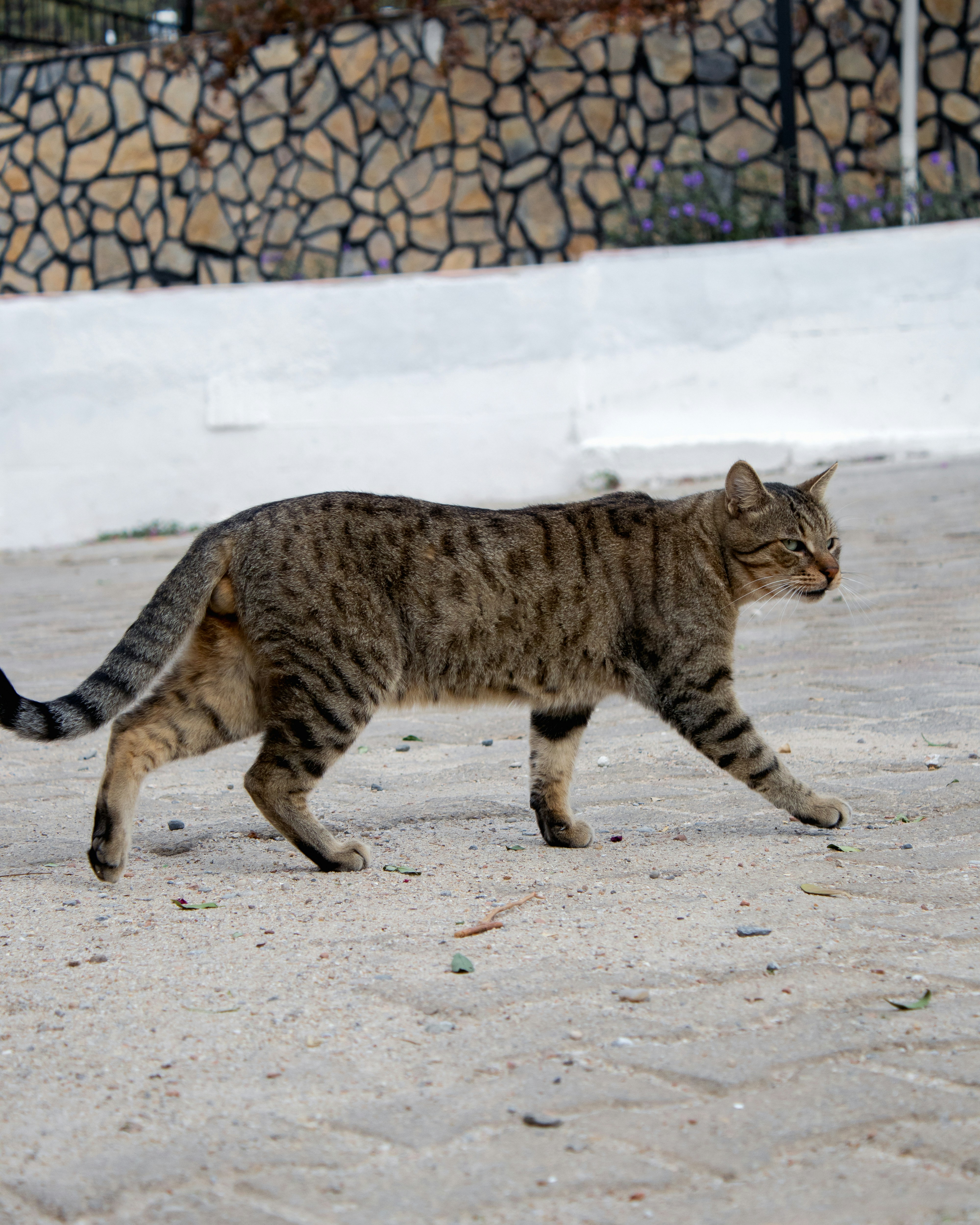 A tabby cat walks on a paved path.