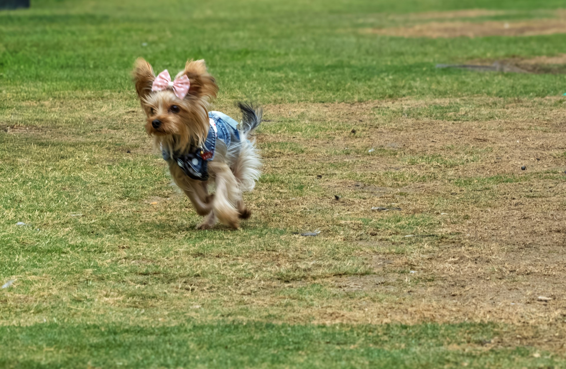 A small dog with a pink bow runs on grass.