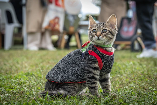 treinamento para gatos
