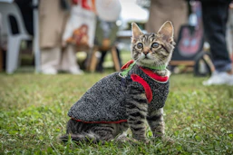 A tabby cat wearing a sweater sits on grass.