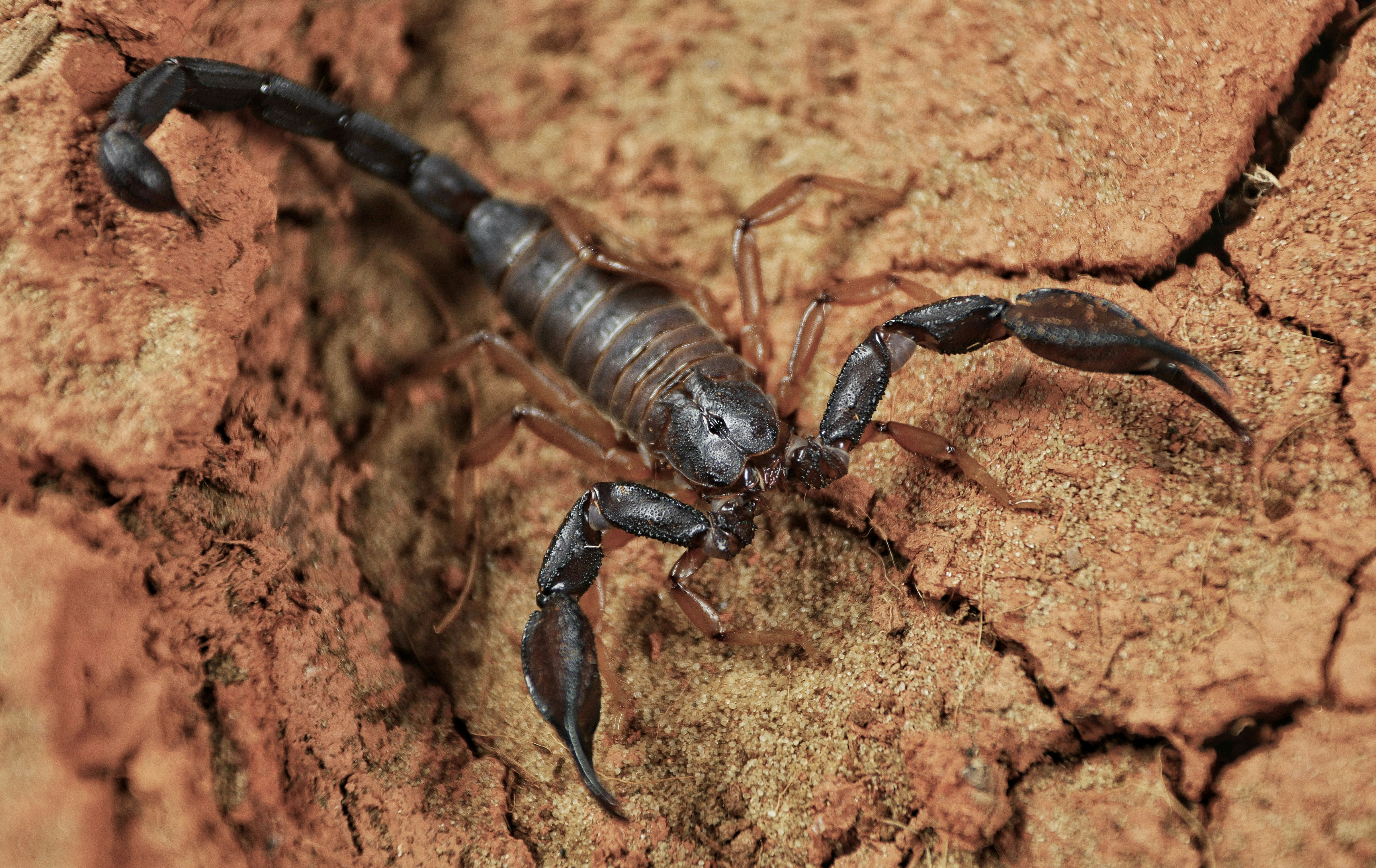 A dark scorpion crawls on cracked brown earth.