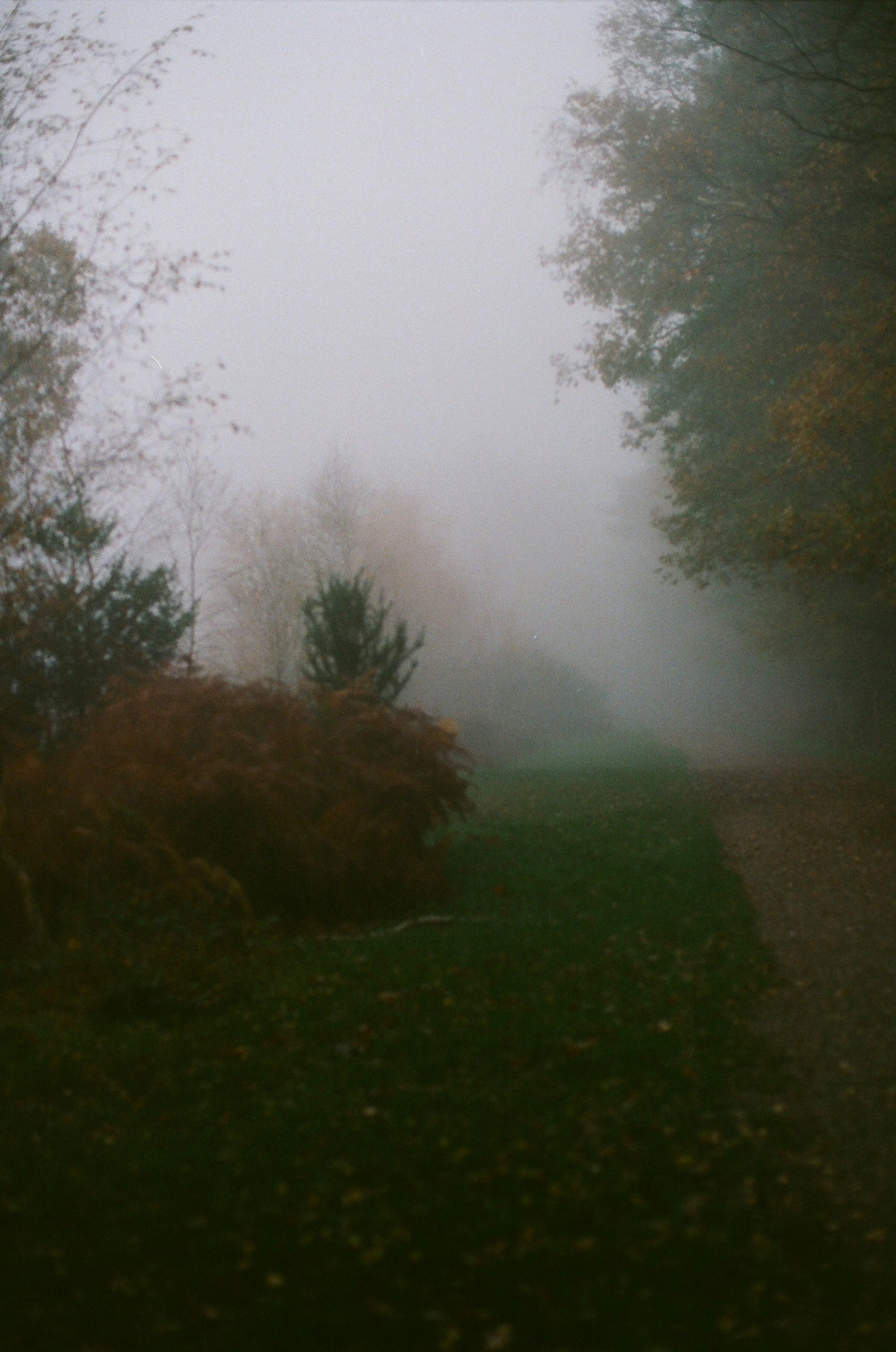 Misty path through autumn trees with fallen leaves.
