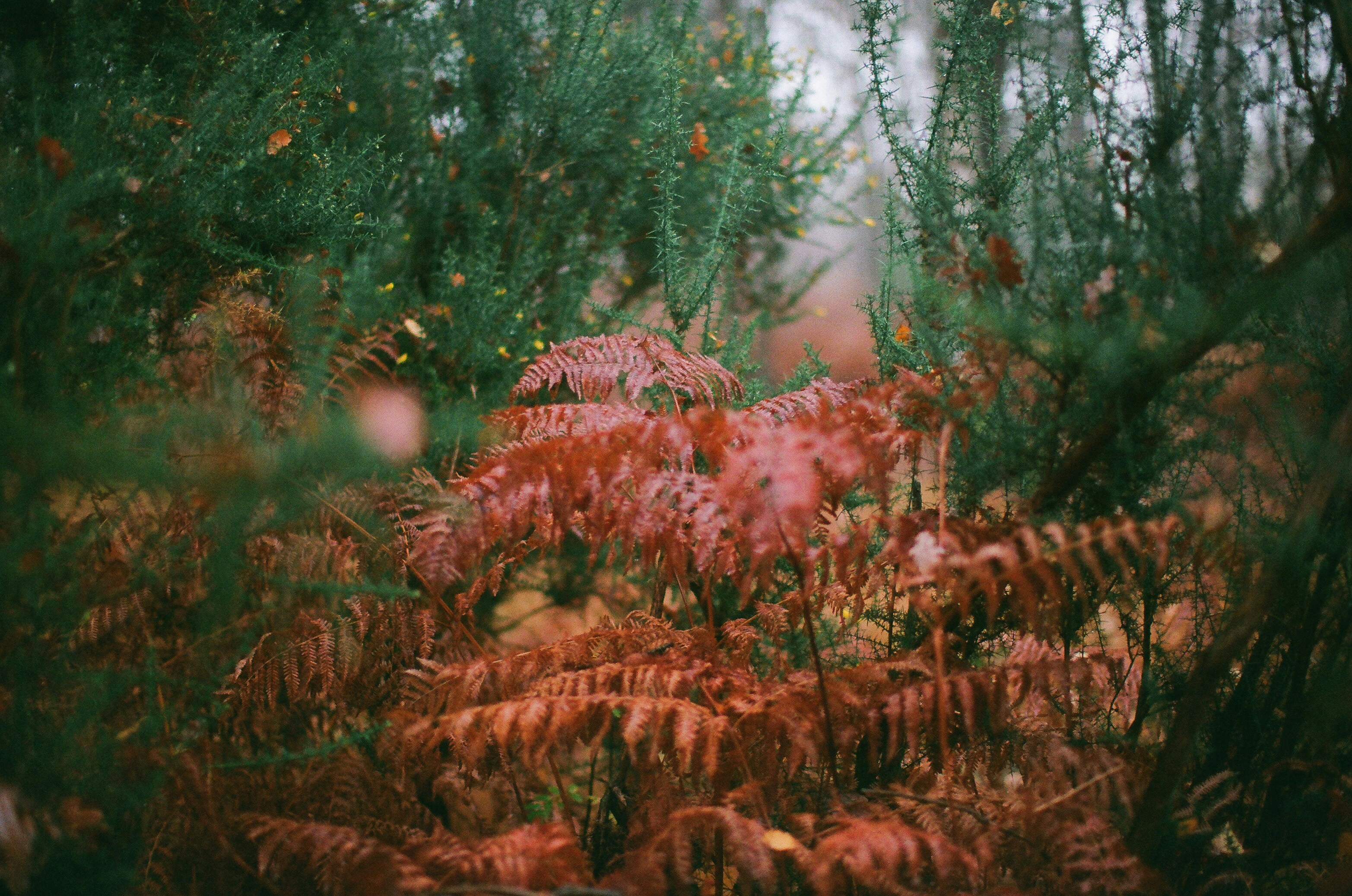 Can a Nature Video Tell a Story Post feature image