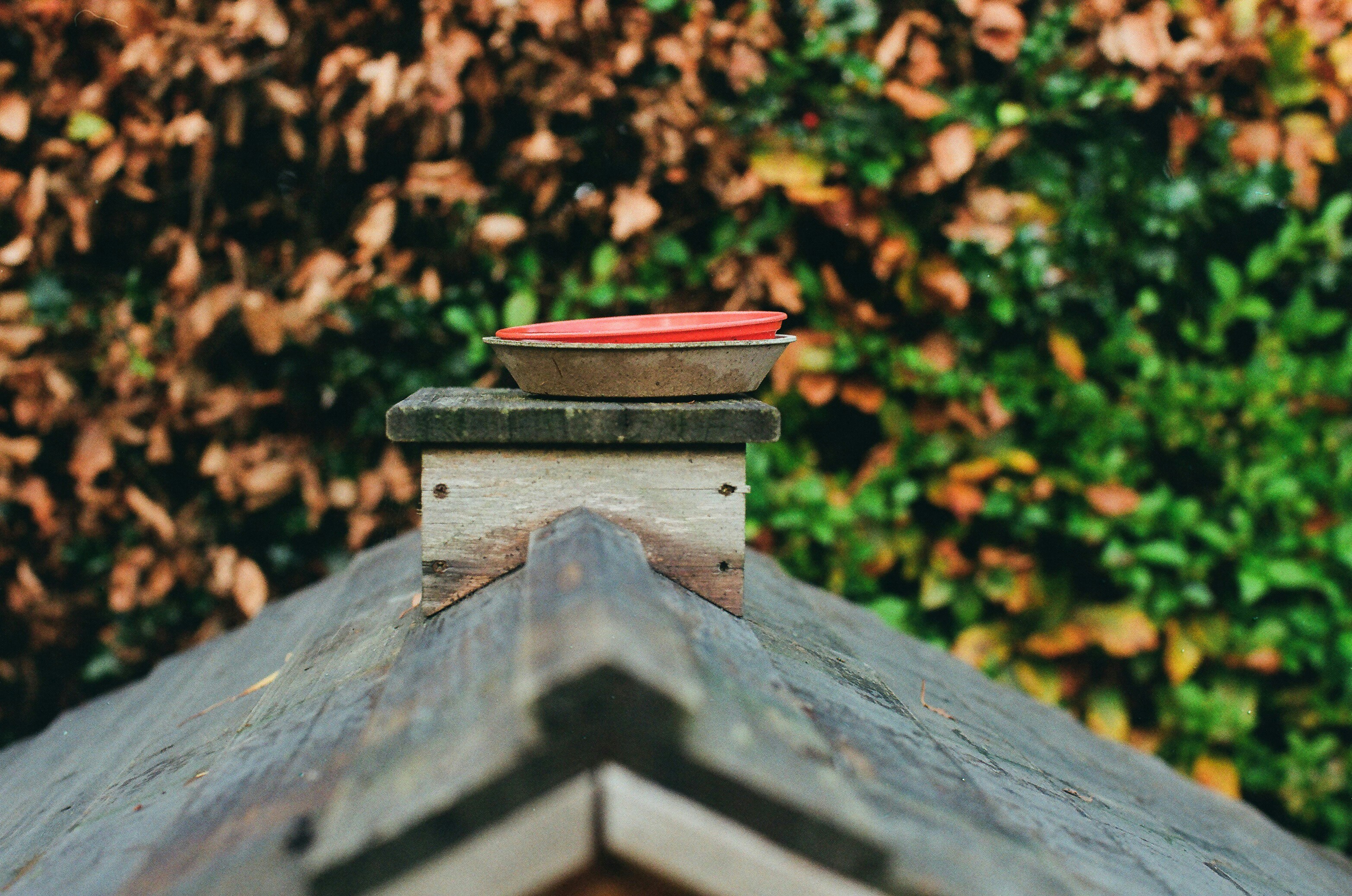 Photo by tanyabarrow