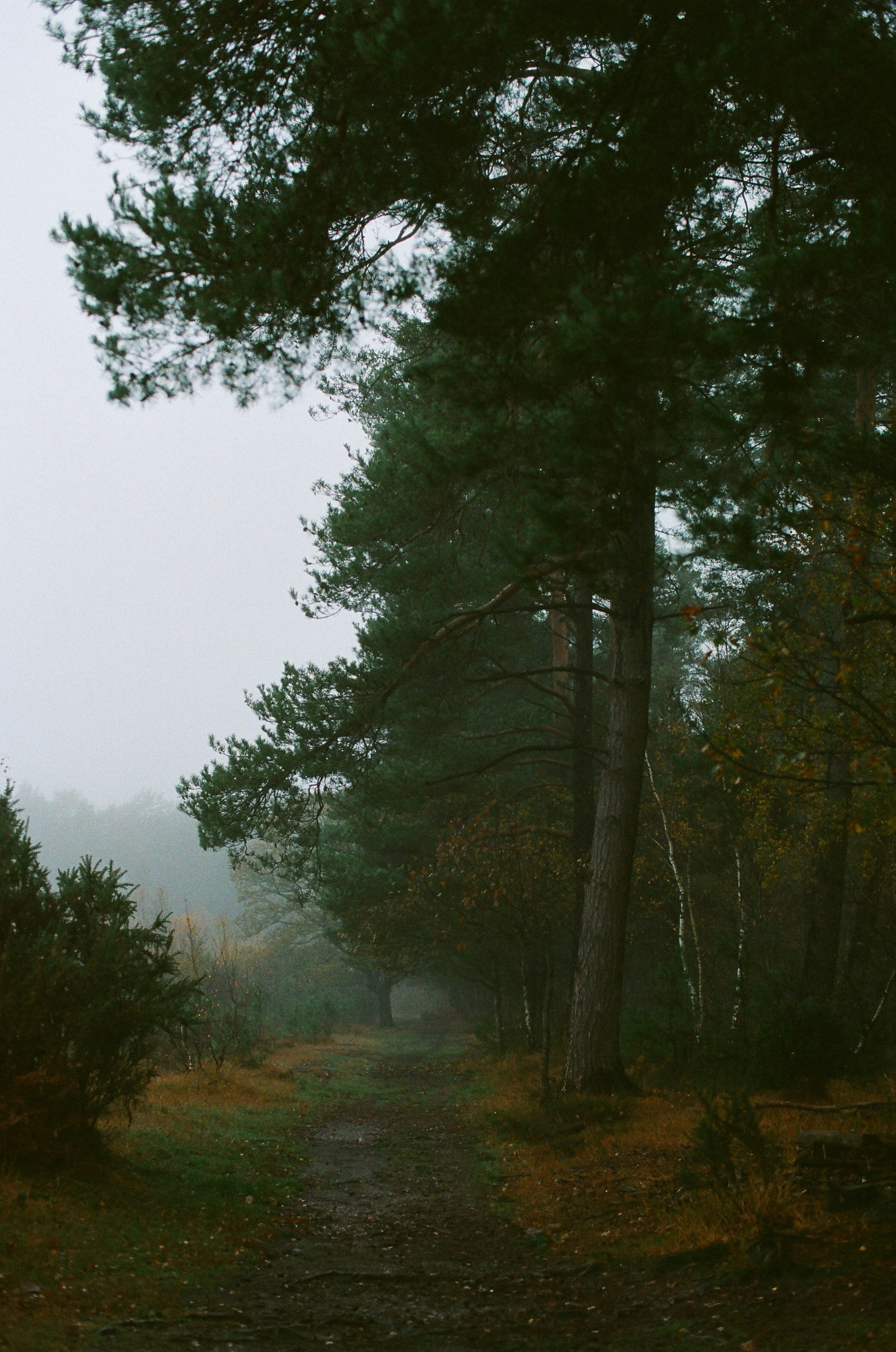A misty path through a dense pine forest.