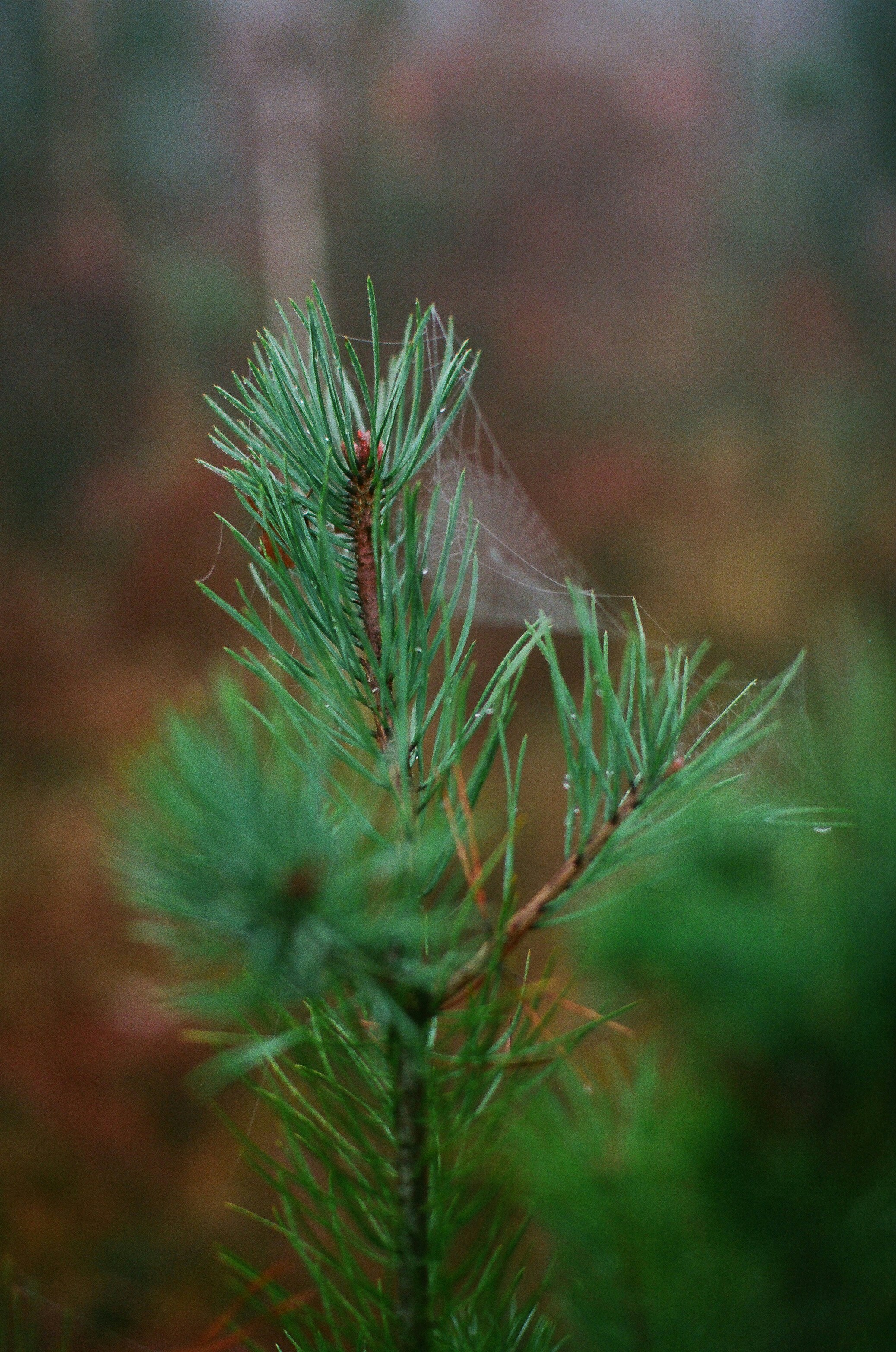 Photo by tanyabarrow