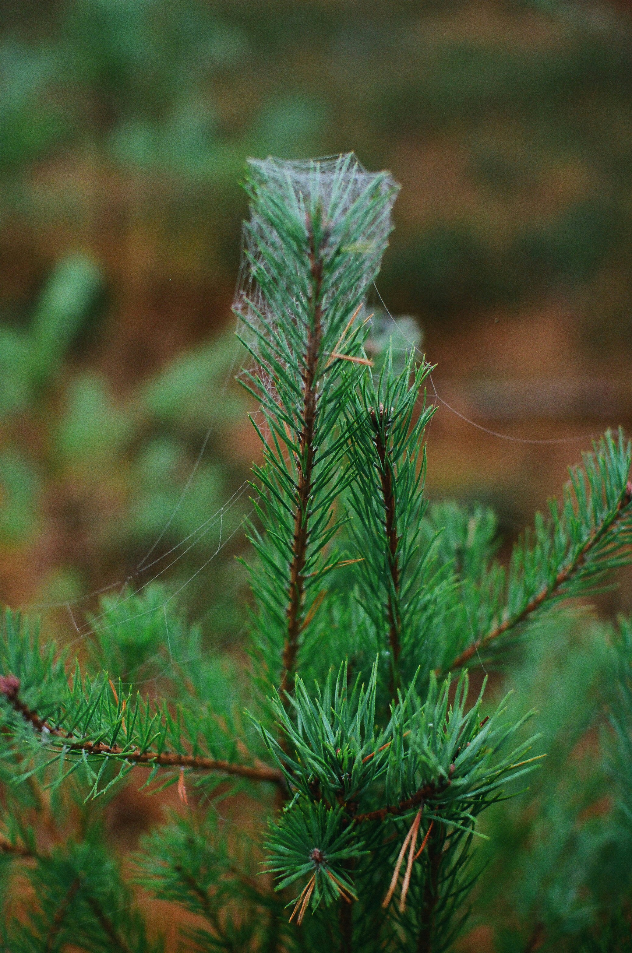 Photo by tanyabarrow