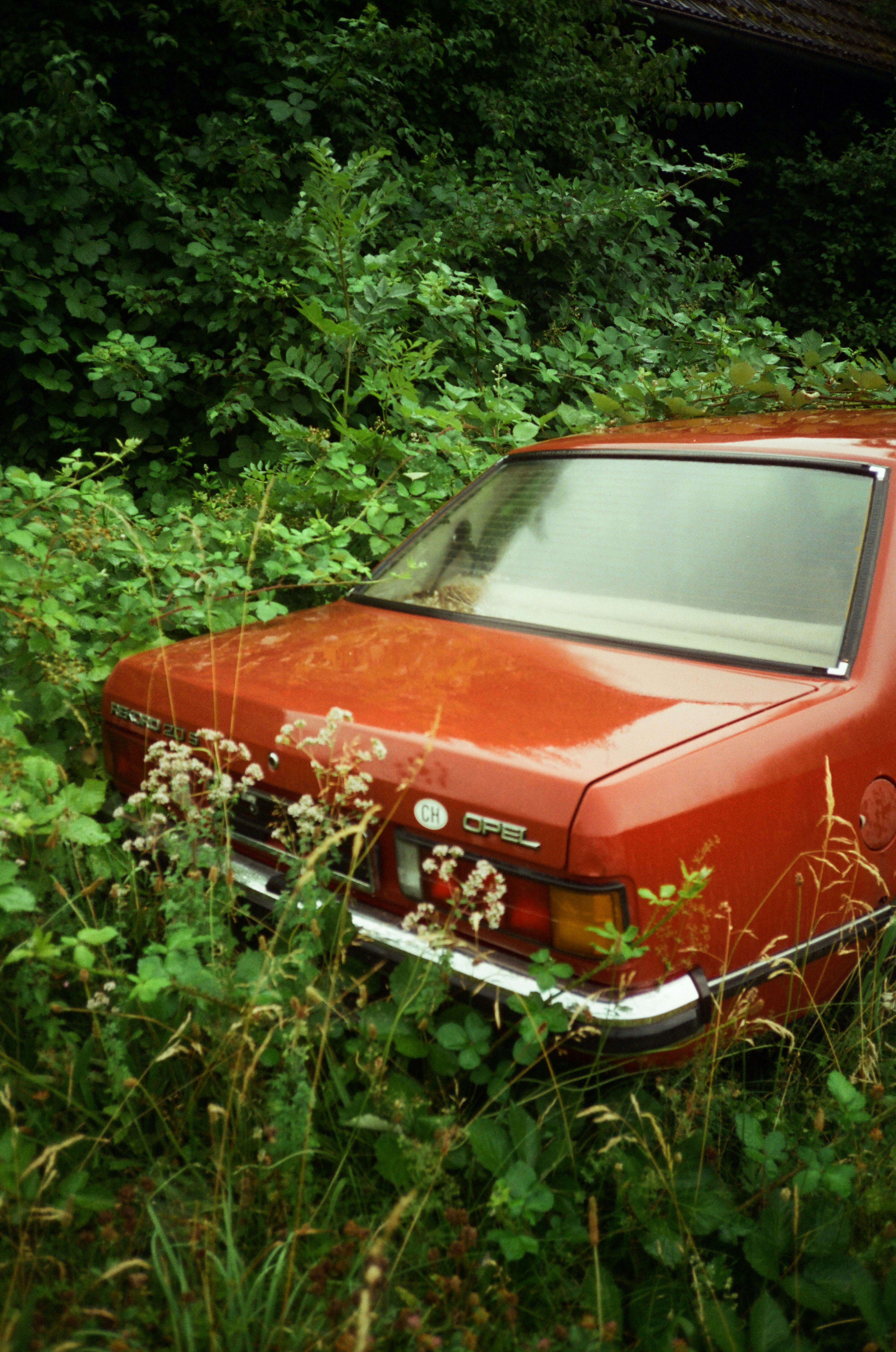 Abandoned red car overgrown with green plants.