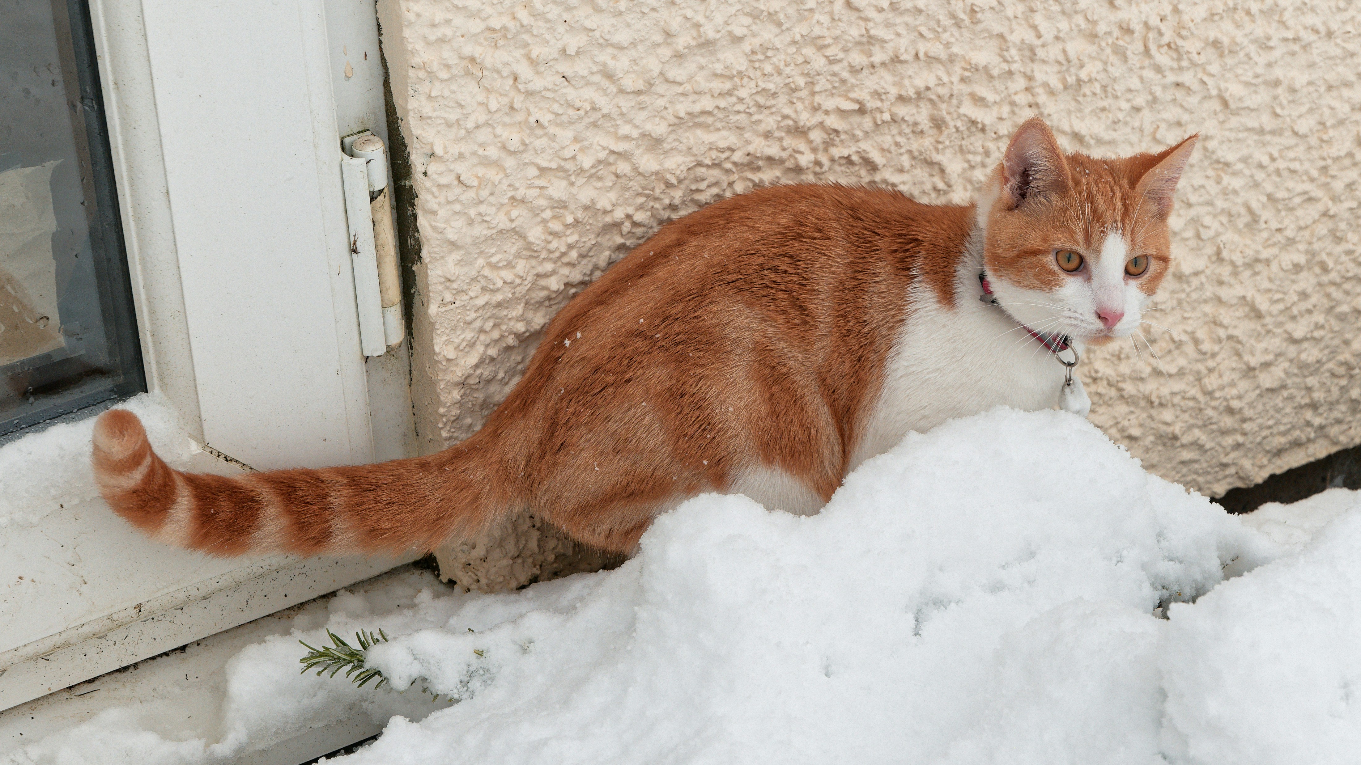 An orange and white cat sits in the snow.