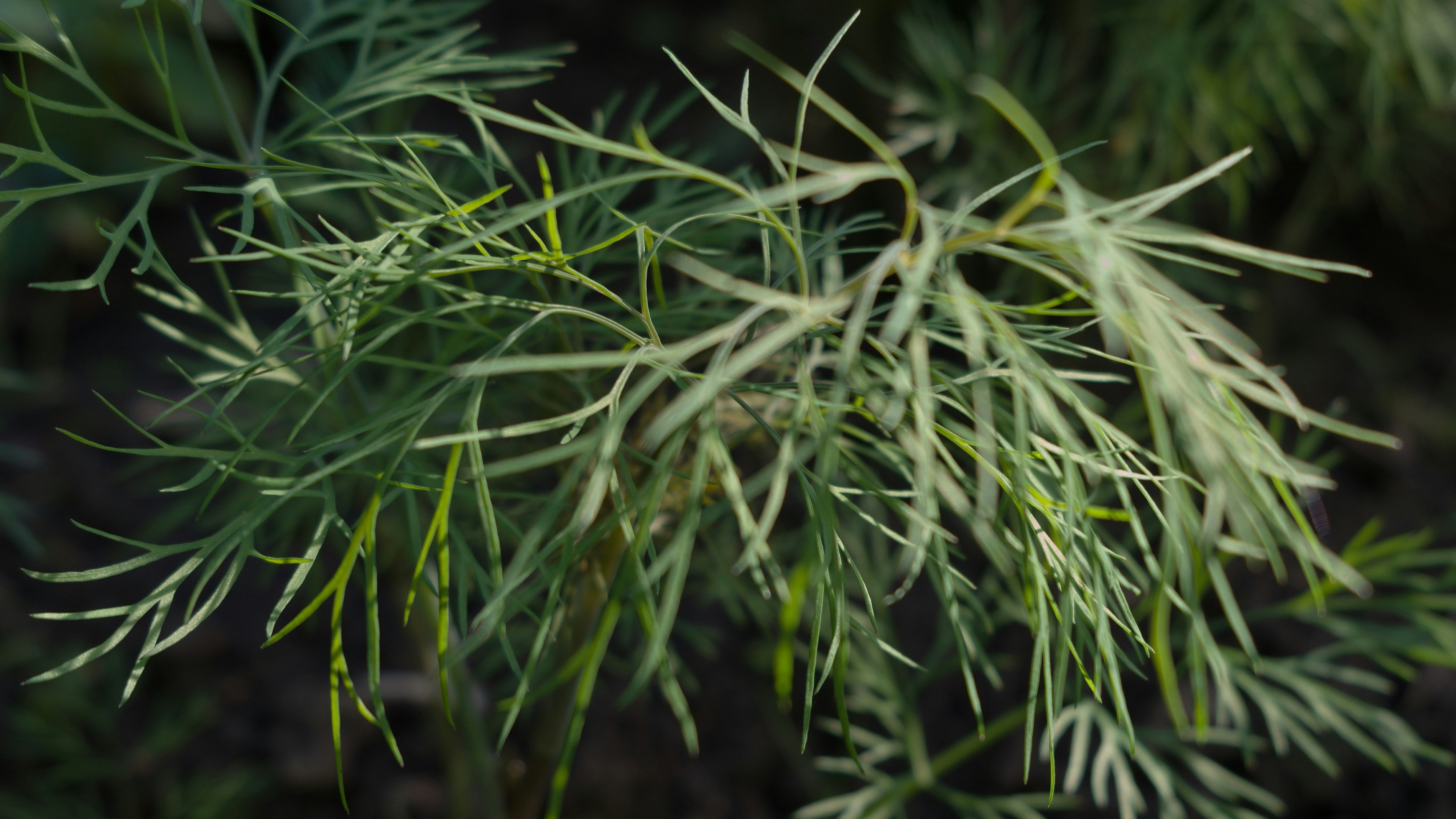 Fresh green dill herb leaves