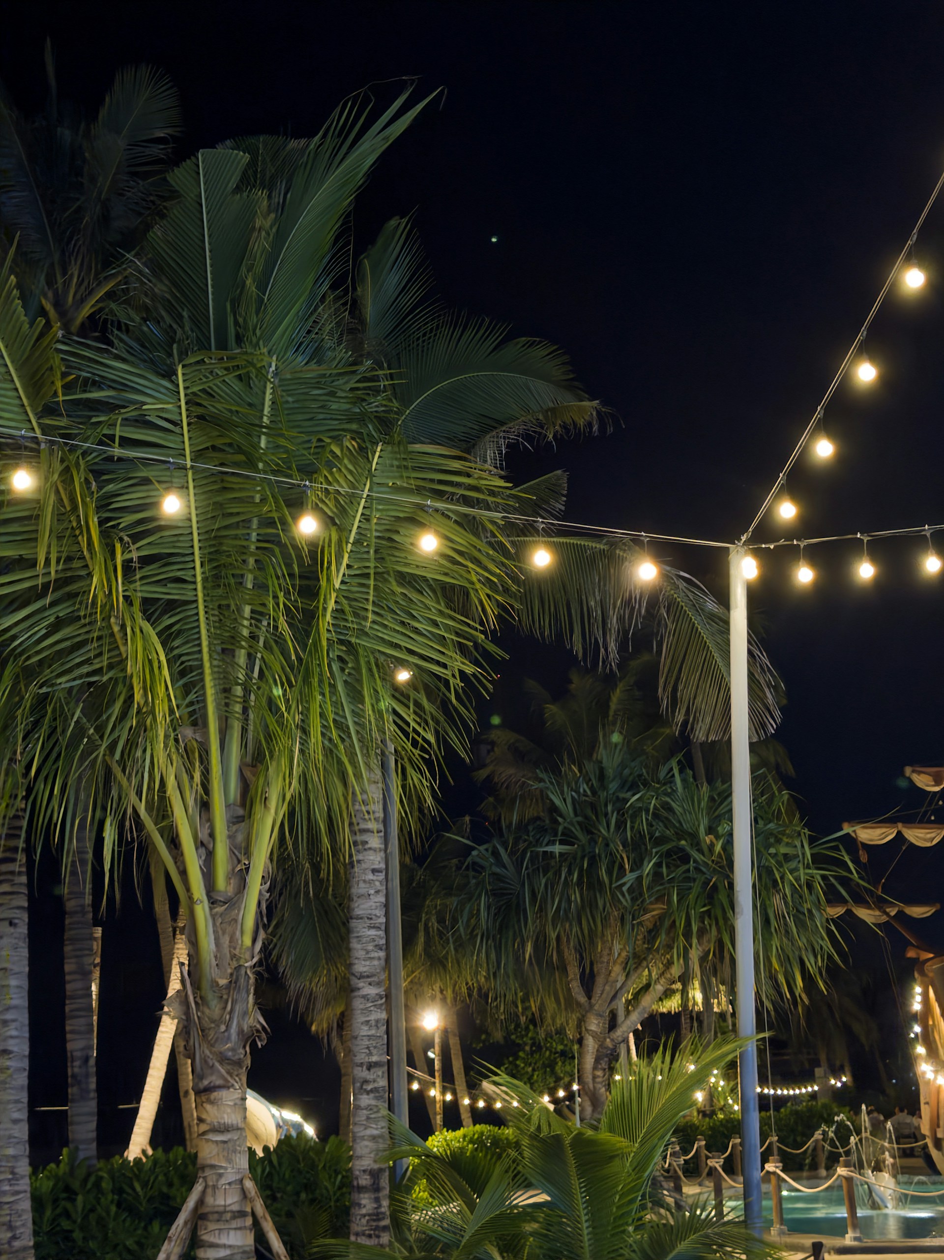 Palm trees and string lights at night