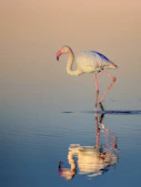 A flamingo stands in shallow water with reflection