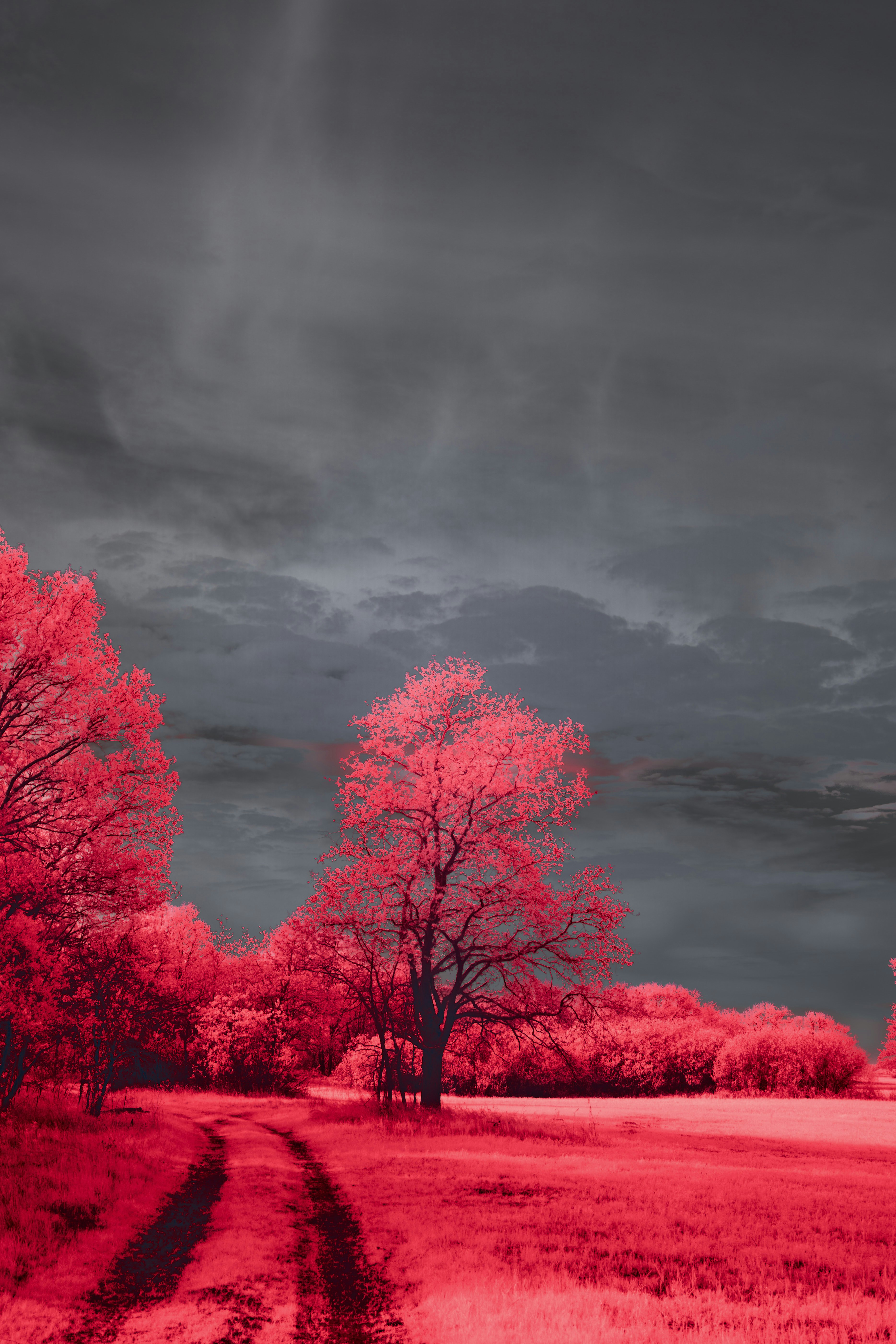 A surreal landscape with red trees and dark clouds.