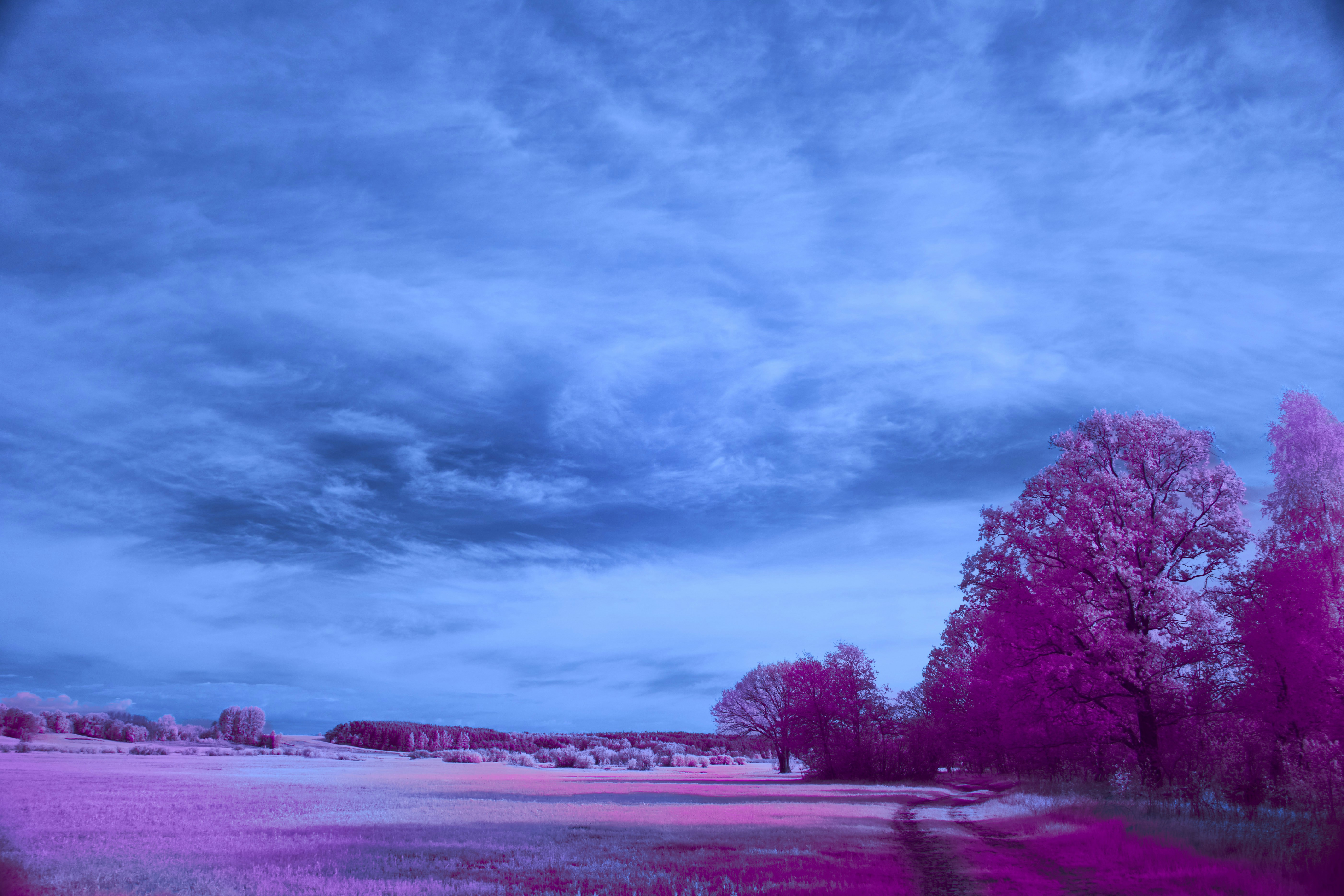 Vibrant pink field under a dramatic blue sky