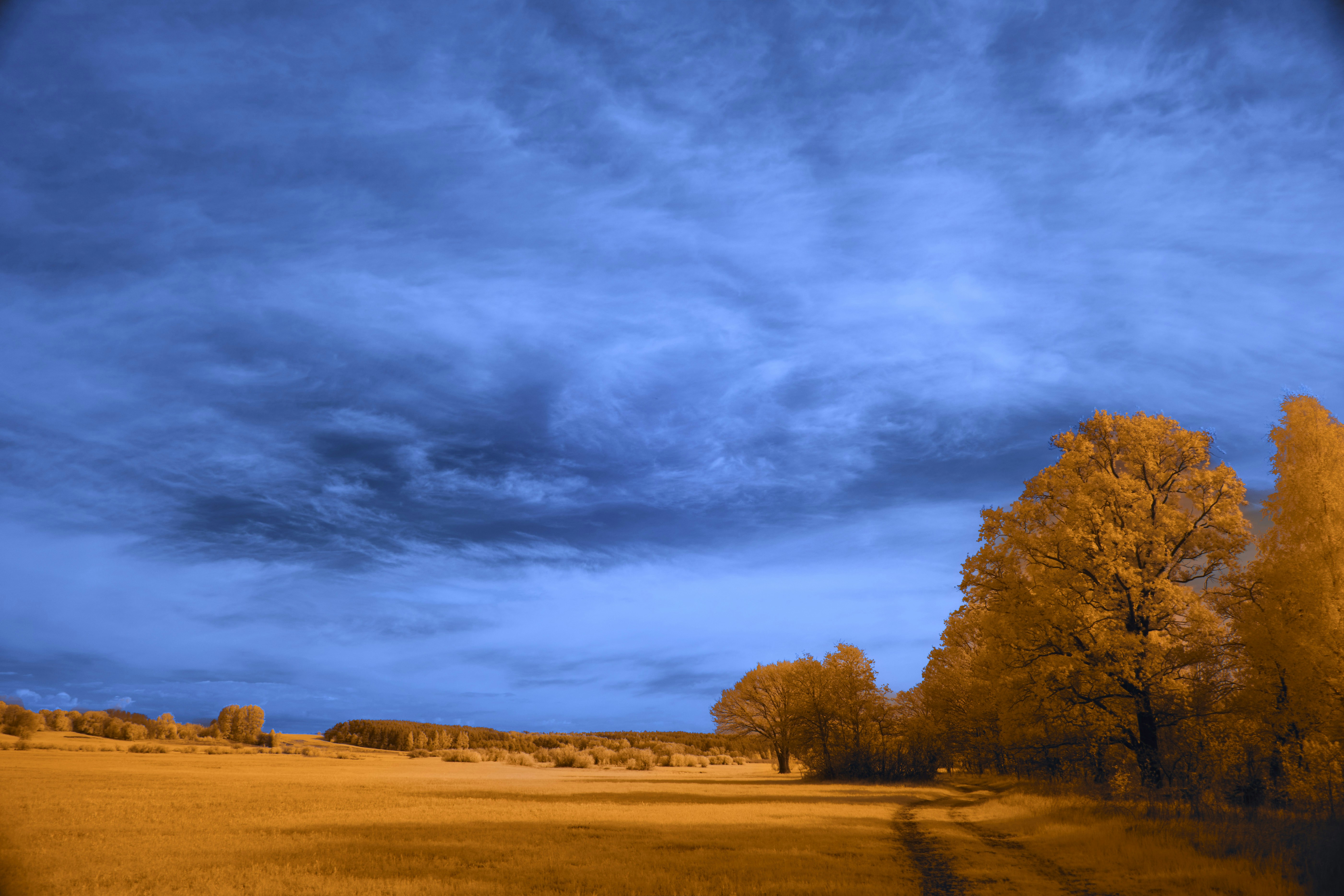 Golden trees under a dramatic blue sky